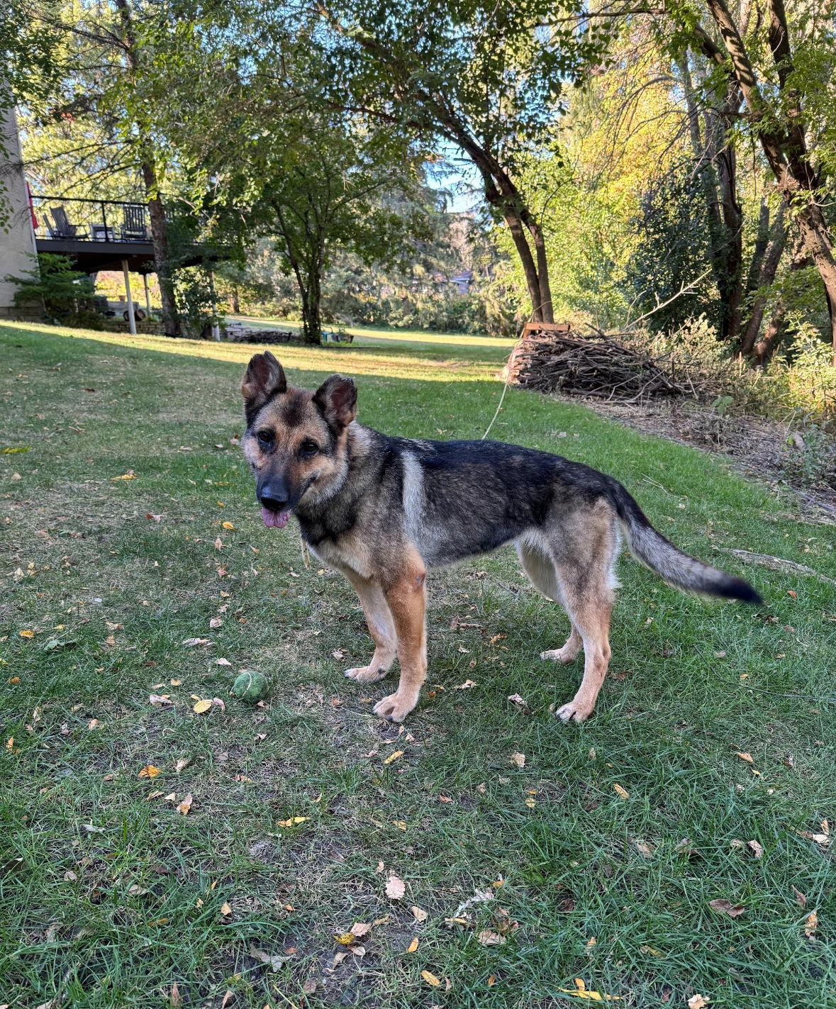 Berlin, Adoptable, Adult Female German Shepherd Dog.