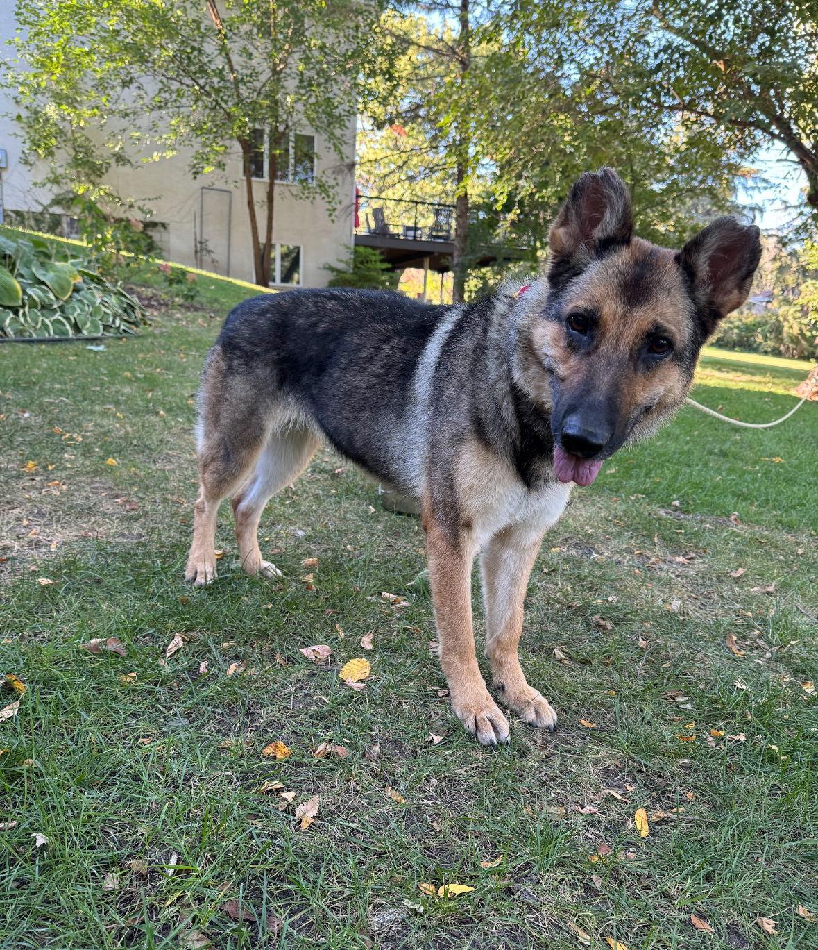 Berlin, a Adoptable German Shepherd Dog in Hugo, MN image 2/3