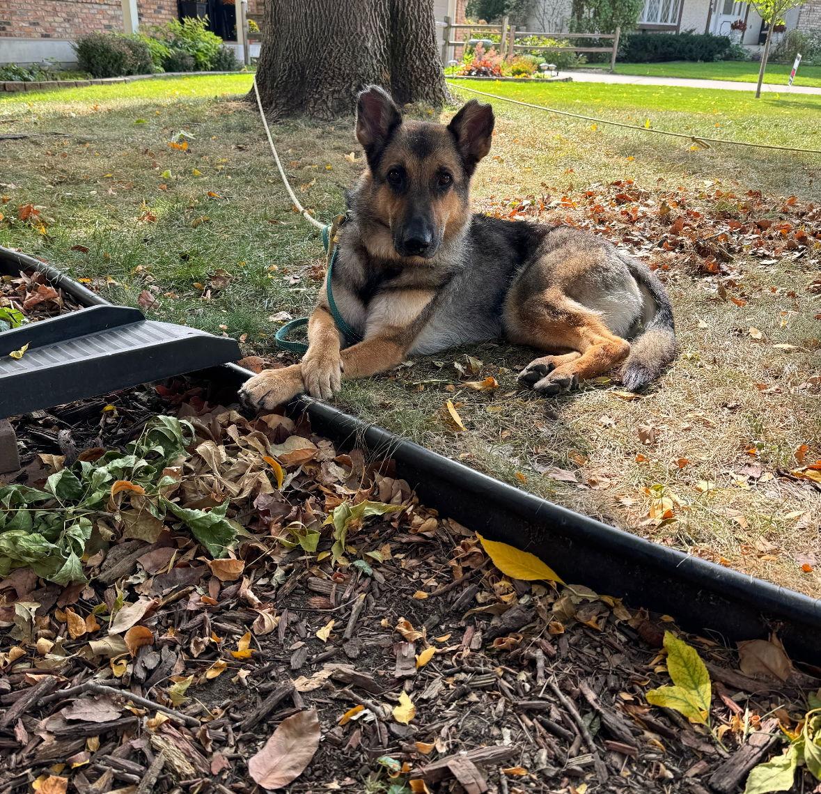 Berlin, a Adoptable German Shepherd Dog in Hugo, MN image 3/3