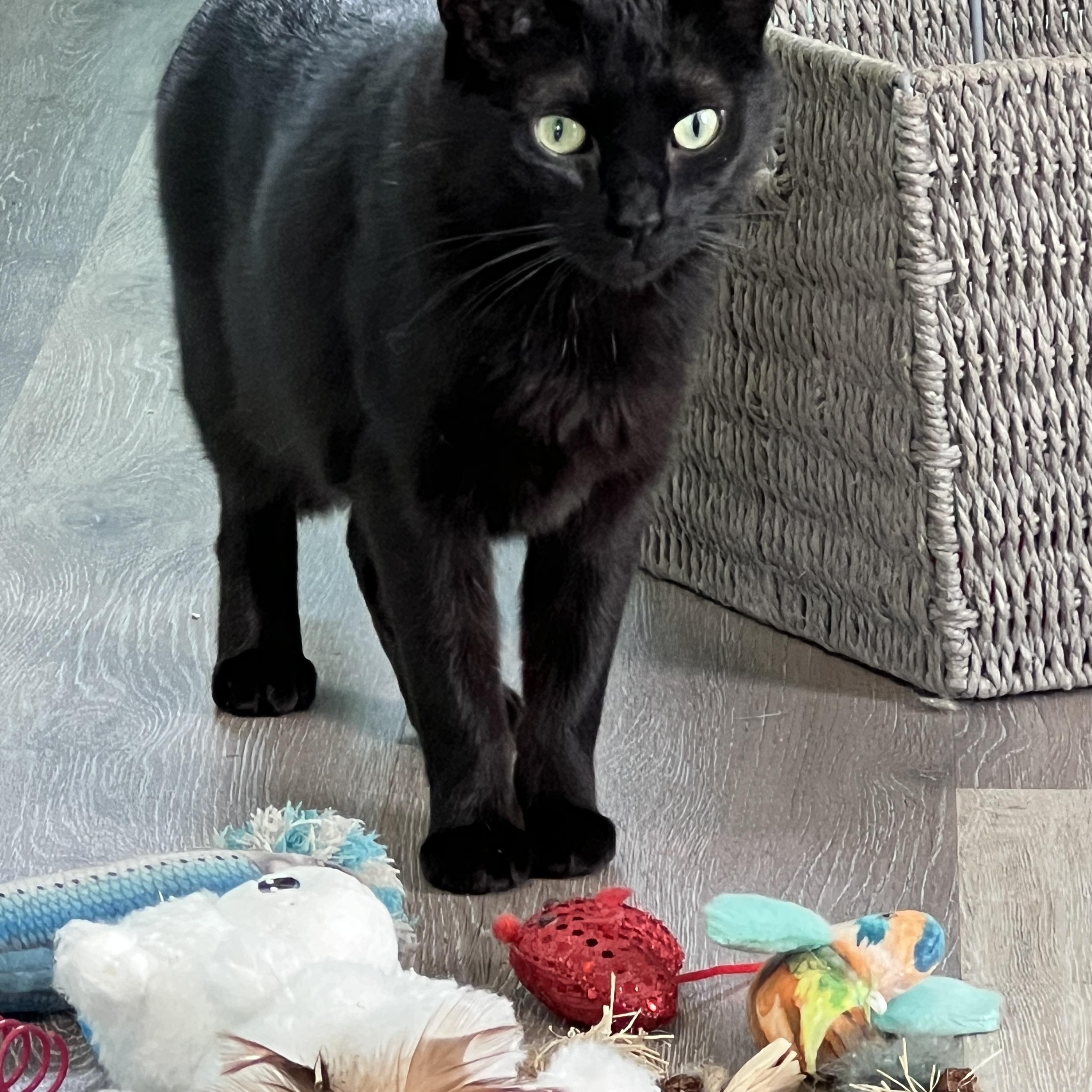 Beauty, adopted, Young Female Domestic Short Hair.