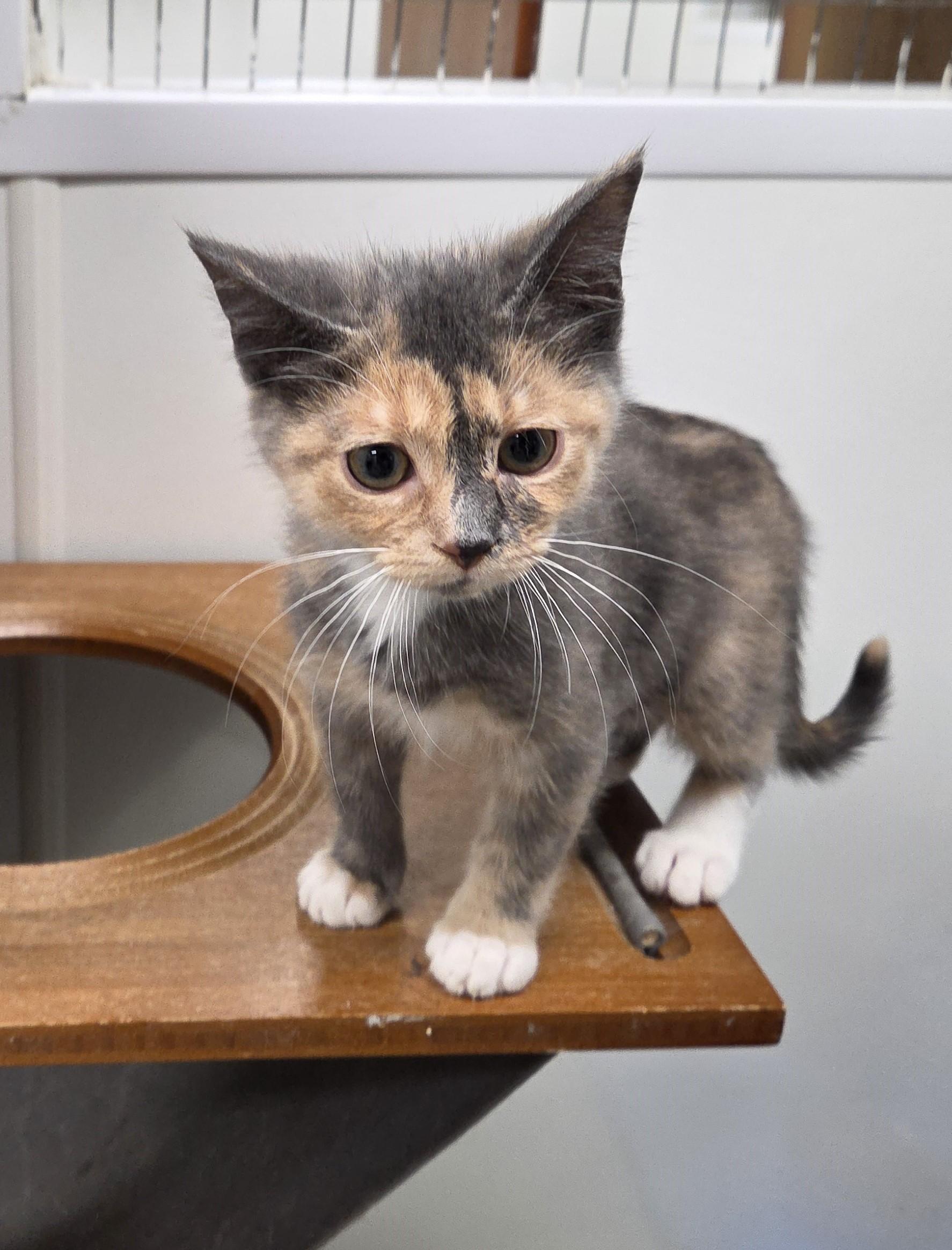 Popcorn, adopted, Kitten Female Domestic Short Hair.