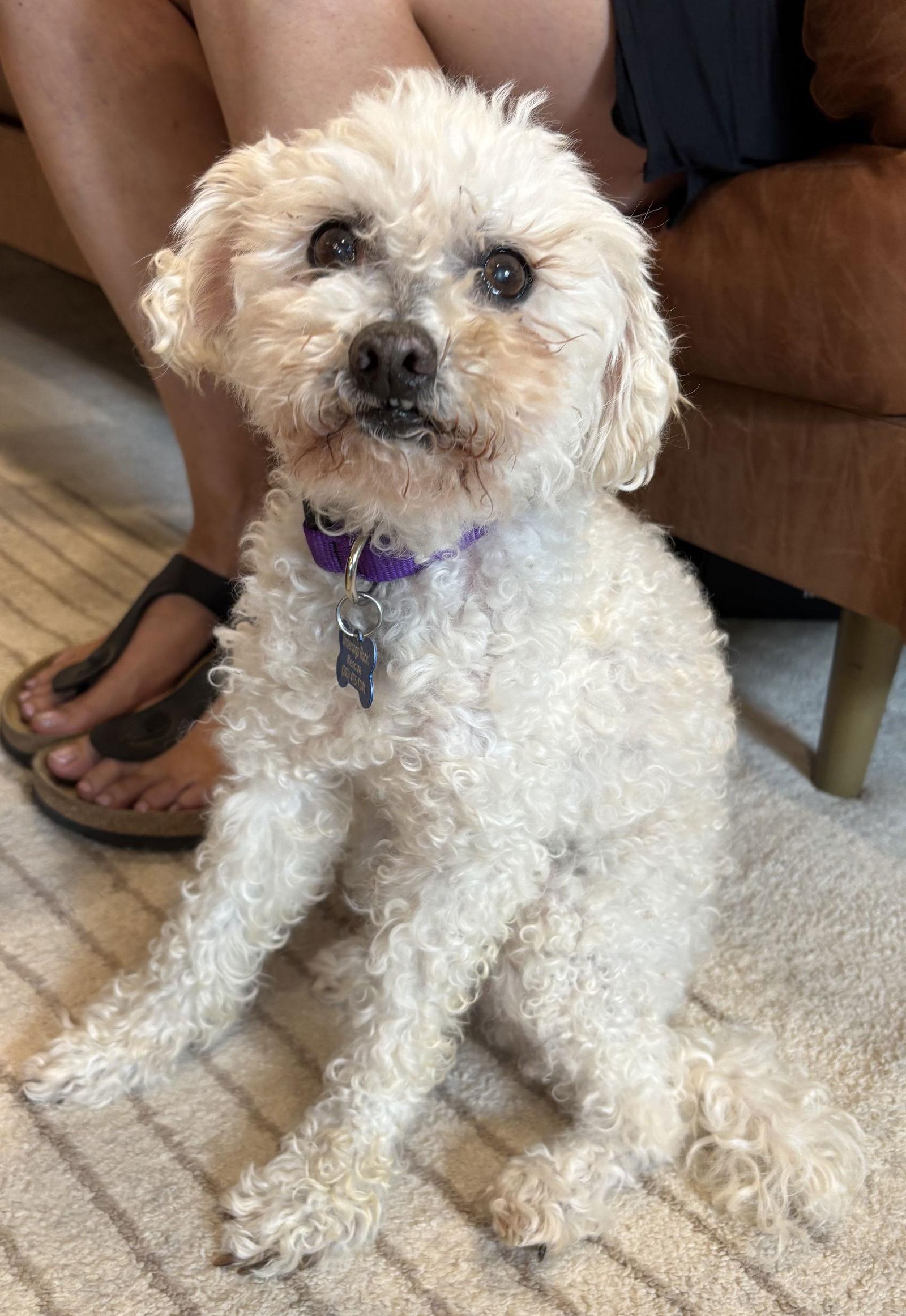 Enlarge Teddy Bear Peter Poodle, a Adopted Poodle in Portland, OR image 2/3
