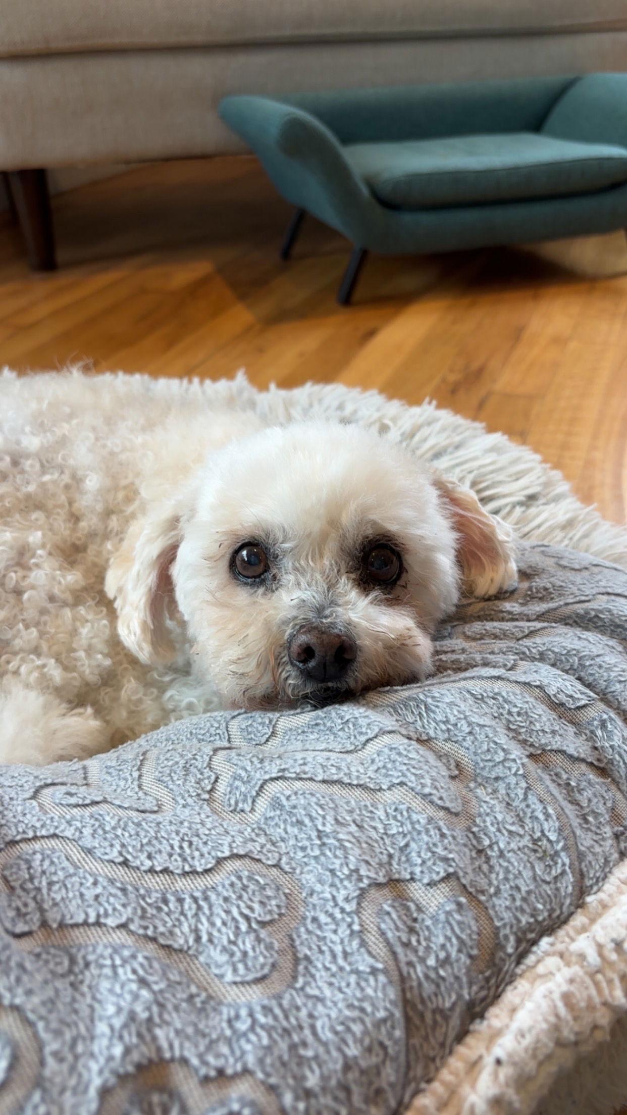 Enlarge Teddy Bear Peter Poodle, a Adopted Poodle in Portland, OR image 3/3
