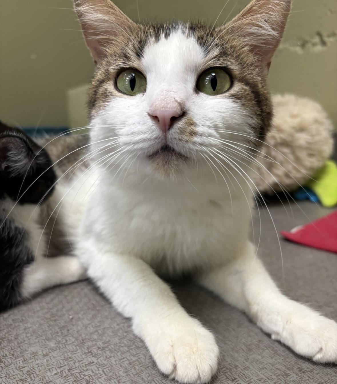 Priestess, ADOPTABLE, Adult Female Domestic Short Hair.