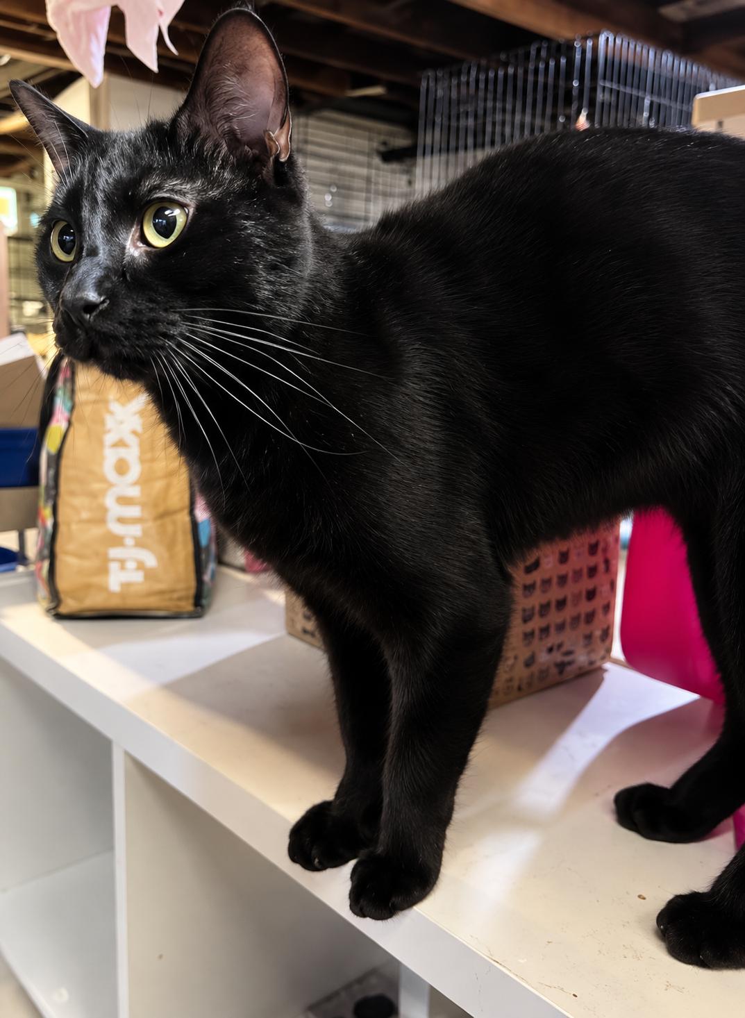 Enlarge Tony-Gorgeous Panther Boy, a Adoptable Domestic Short Hair in Bloomfield, NJ image 3/5