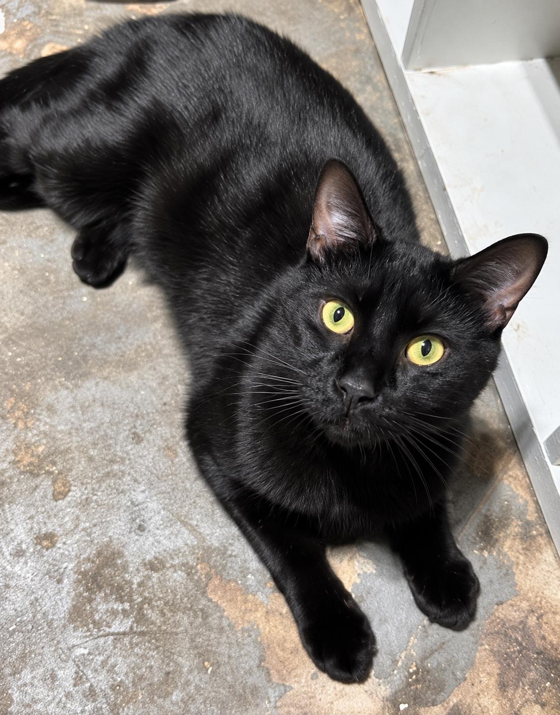 Enlarge Tony-Gorgeous Panther Boy, a Adoptable Domestic Short Hair in Bloomfield, NJ image 5/5