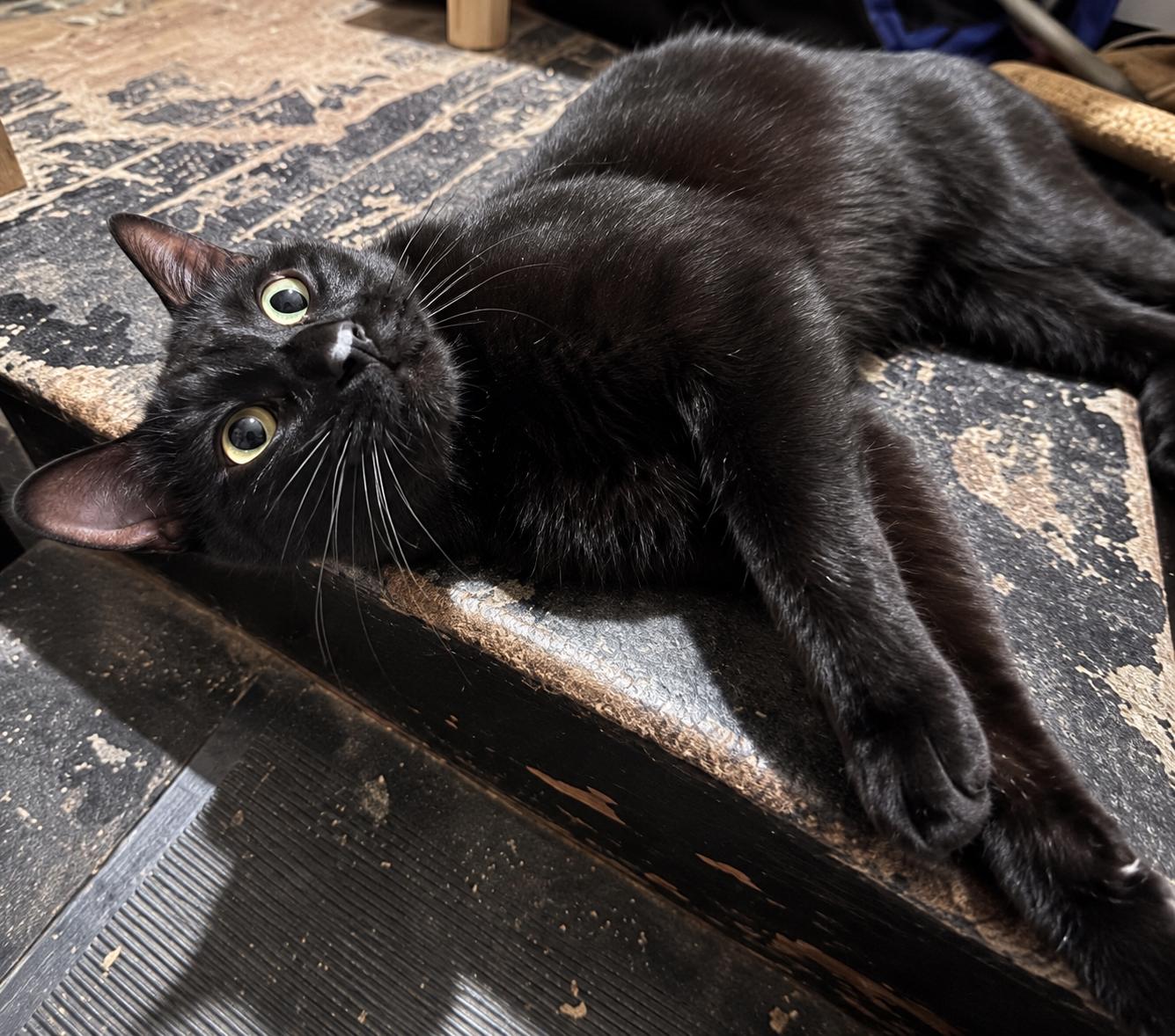 Enlarge Tony-Gorgeous Panther Boy, a Adoptable Domestic Short Hair in Bloomfield, NJ image 2/5