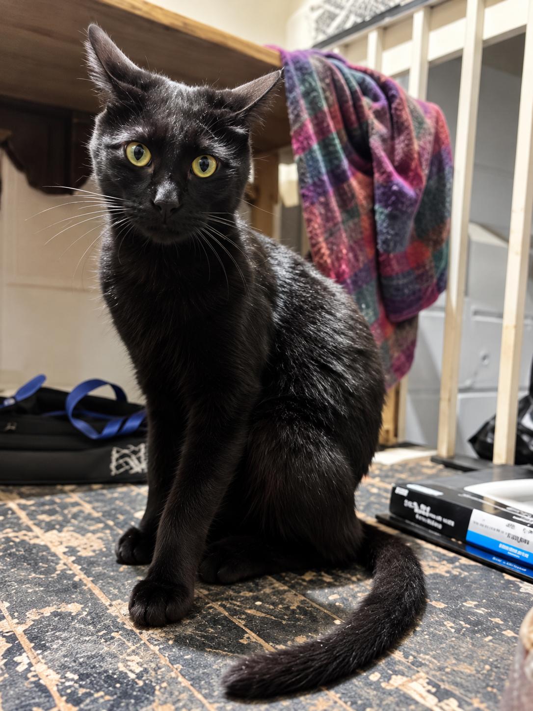 Tony-Gorgeous Panther Boy, Adoptable, Adult Male Domestic Short Hair.