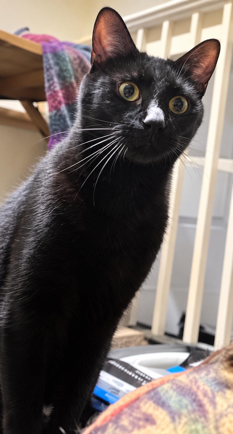Enlarge Tony-Gorgeous Panther Boy, a Adoptable Domestic Short Hair in Bloomfield, NJ image 4/5