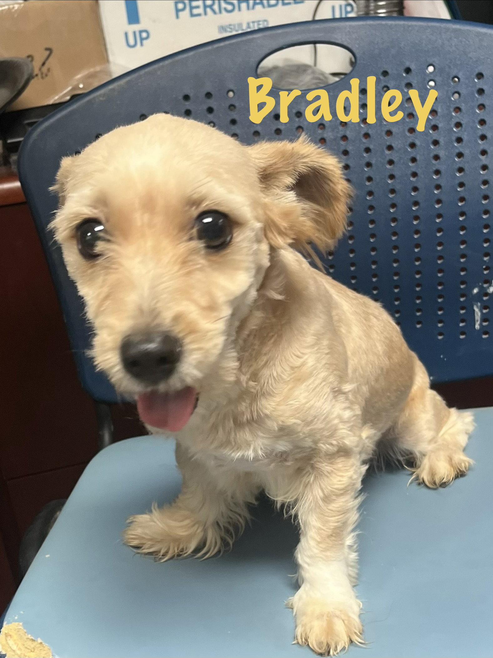 Bradley, Adopted, Adult Male Terrier.