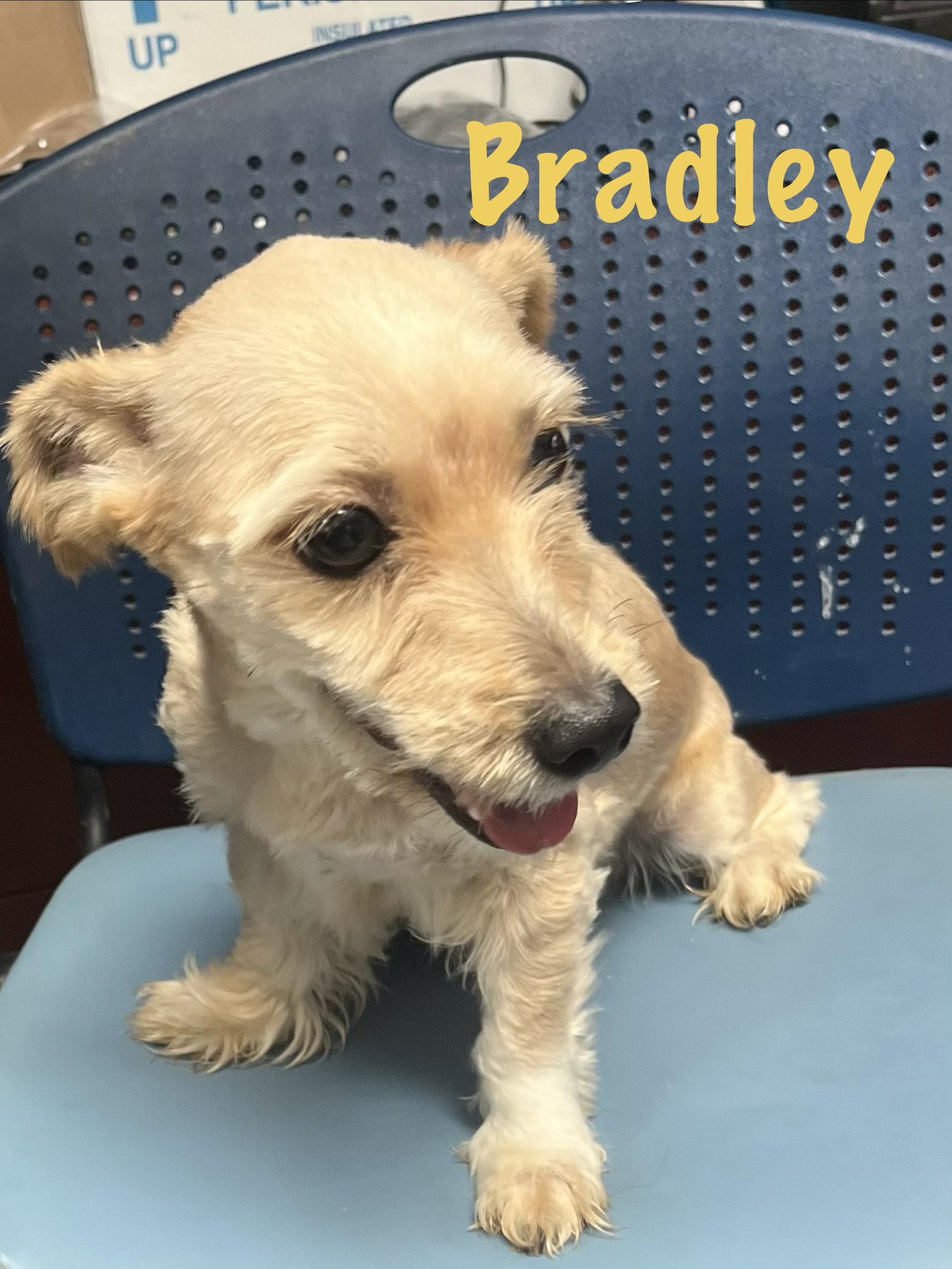 Bradley, a Adopted Terrier in Pipe Creek, TX image 3/3