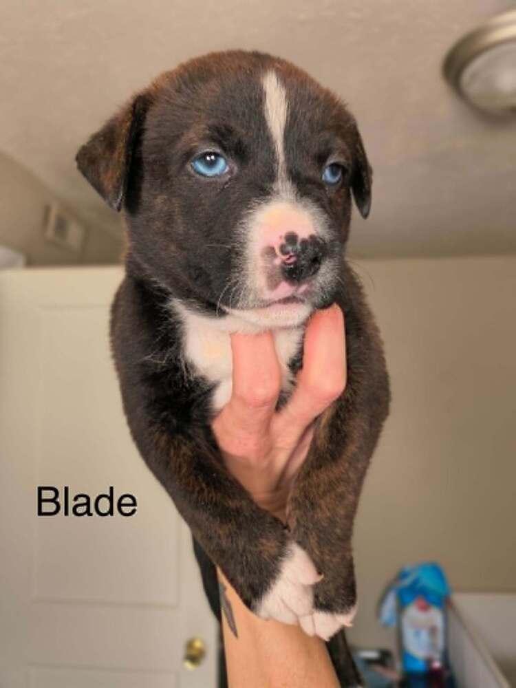 Blade, Adopted, Puppy Male Pit Bull Terrier.