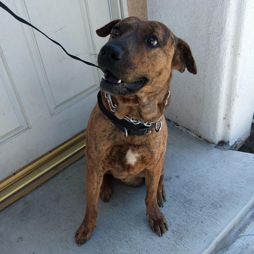 Enlarge Sushi, a Adoptable Shepherd in San Gabriel, CA image 1/4