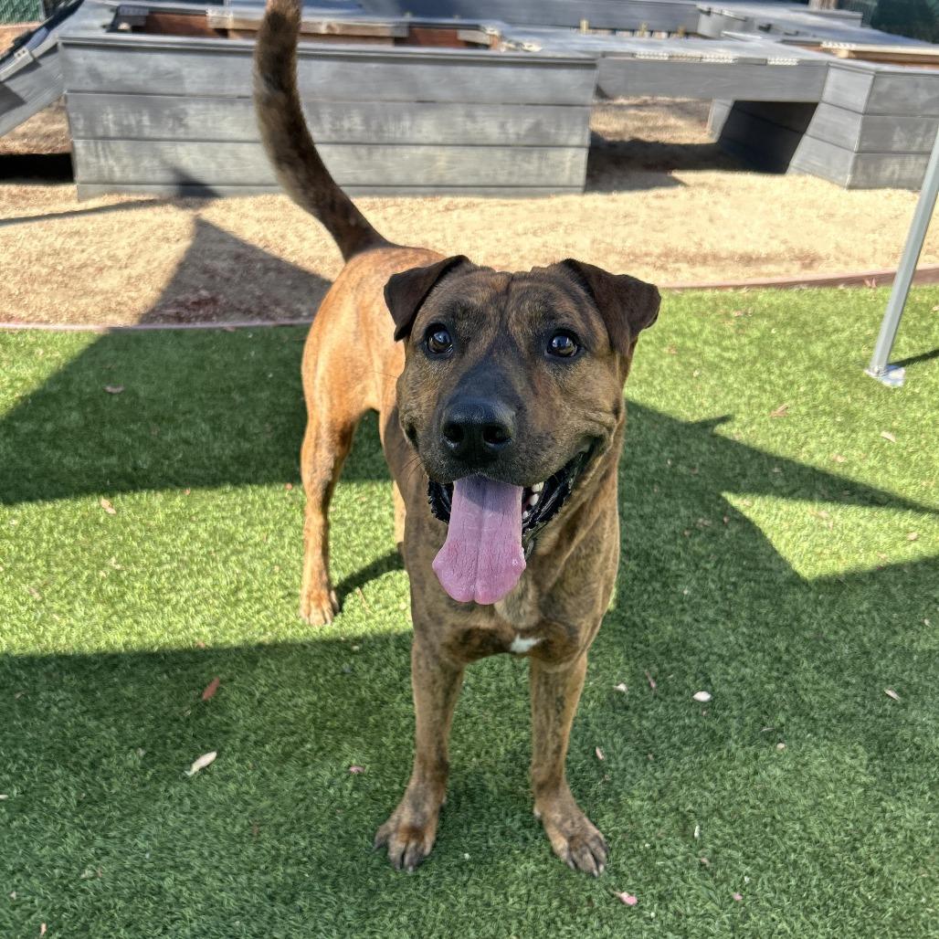 Enlarge Sushi, a Adoptable Shepherd in San Gabriel, CA image 2/4