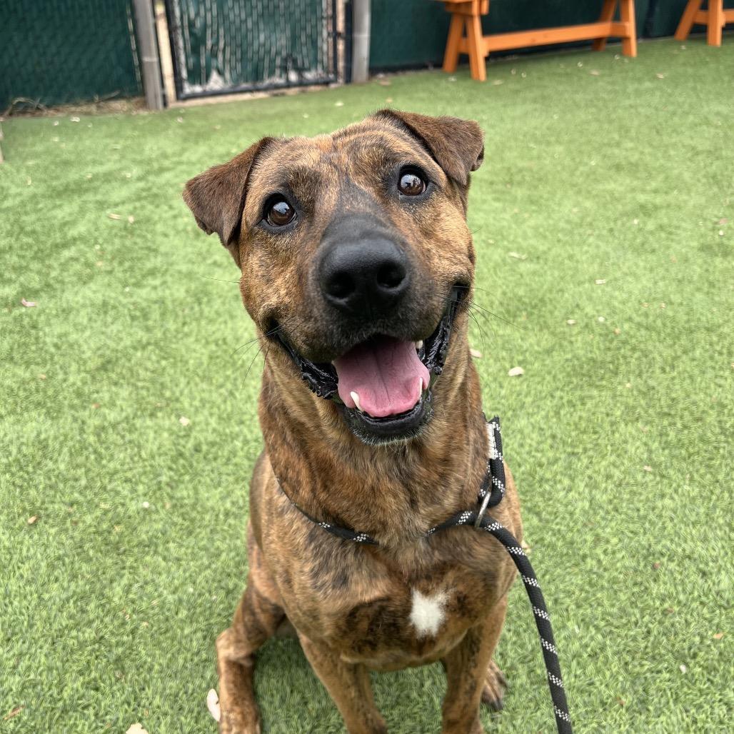 Enlarge Sushi, a Adoptable Shepherd in San Gabriel, CA image 3/4