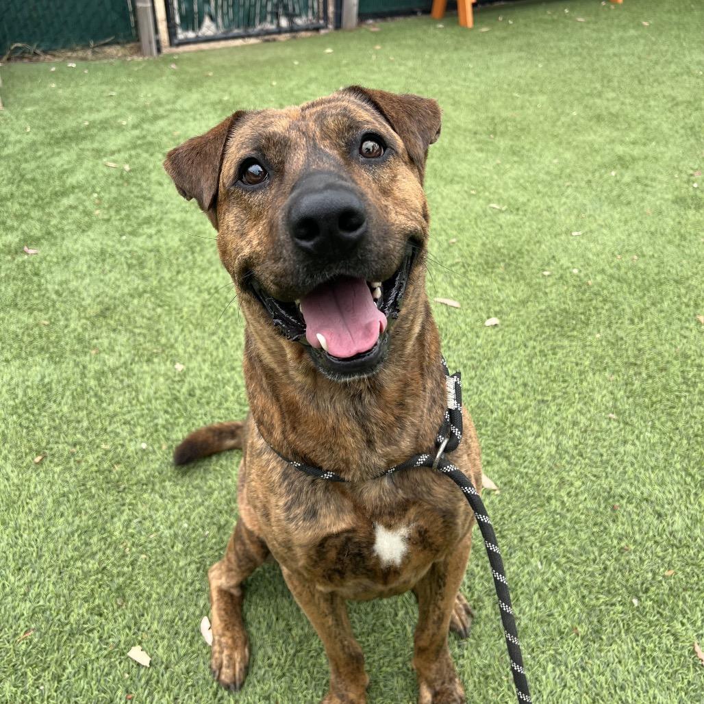 Enlarge Sushi, a Adoptable Shepherd in San Gabriel, CA image 4/4