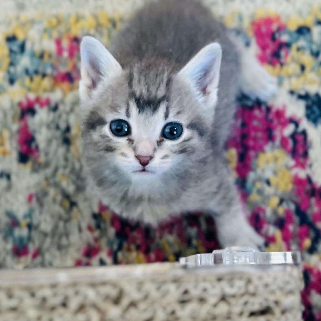 Tide, a Adoptable Domestic Short Hair in St. Paul, MN image 2/3
