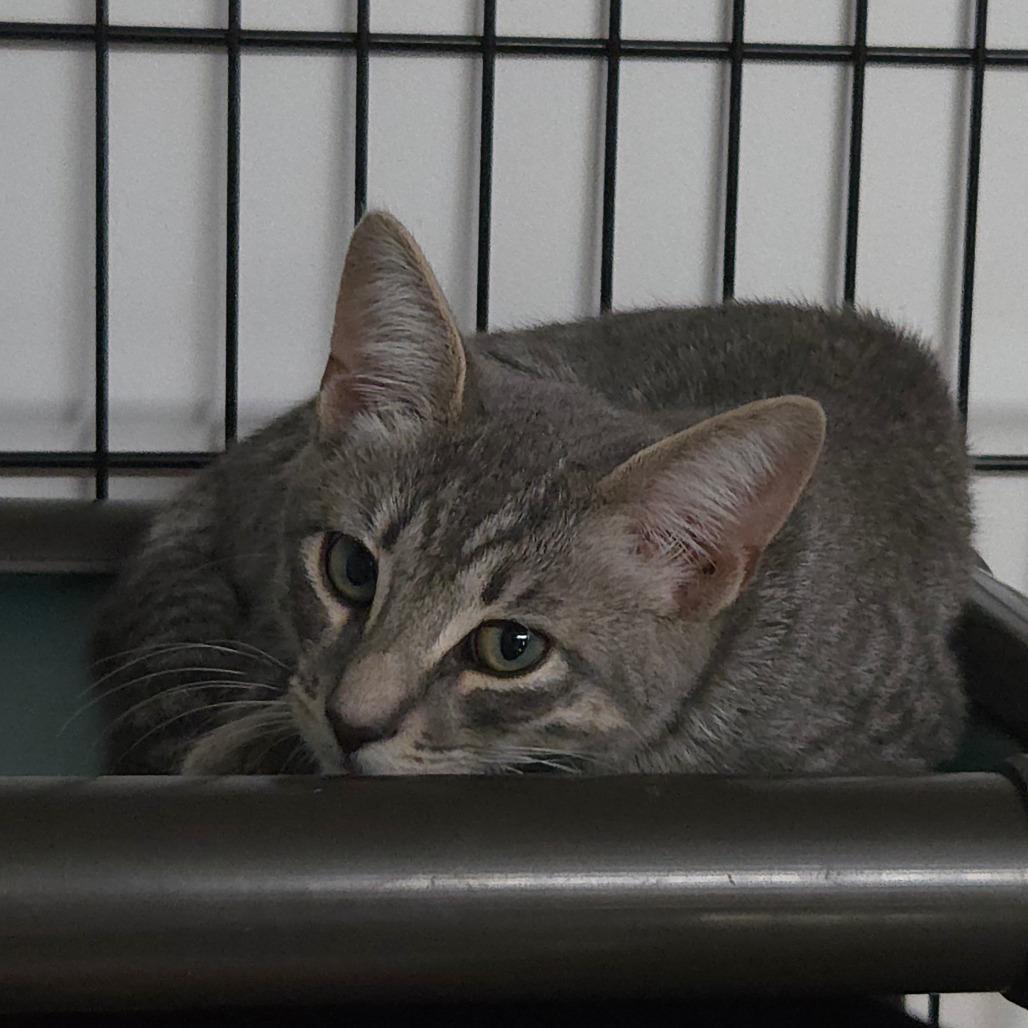Lichen, Adoptable, Kitten Male Domestic Short Hair.