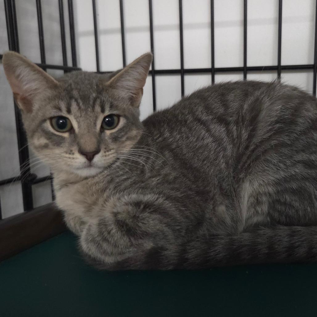 Enlarge Lichen, a Adoptable Domestic Short Hair in Jessup, MD image 2/2