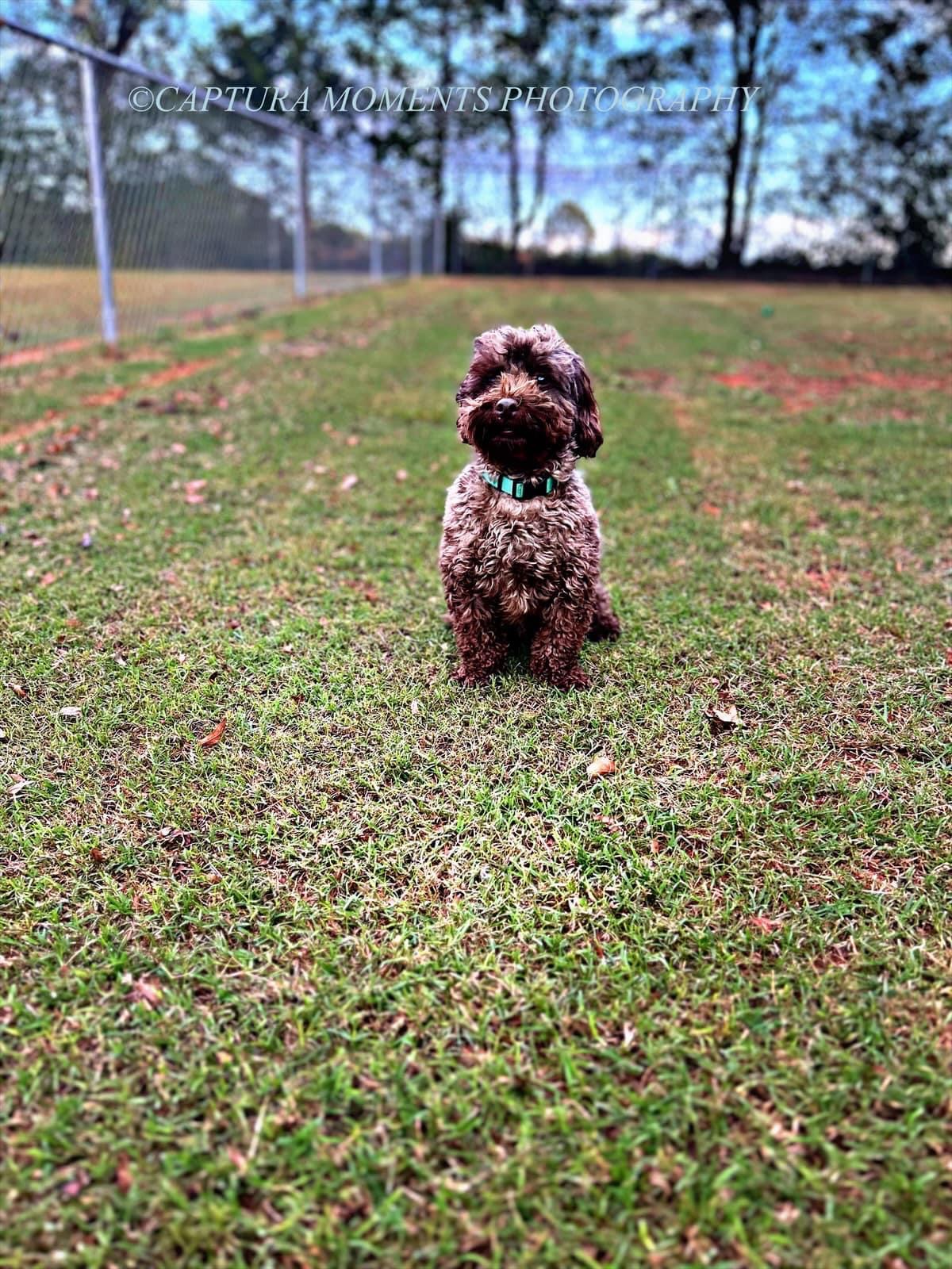 Cooper, adoptable, Adult Male Cockapoo.