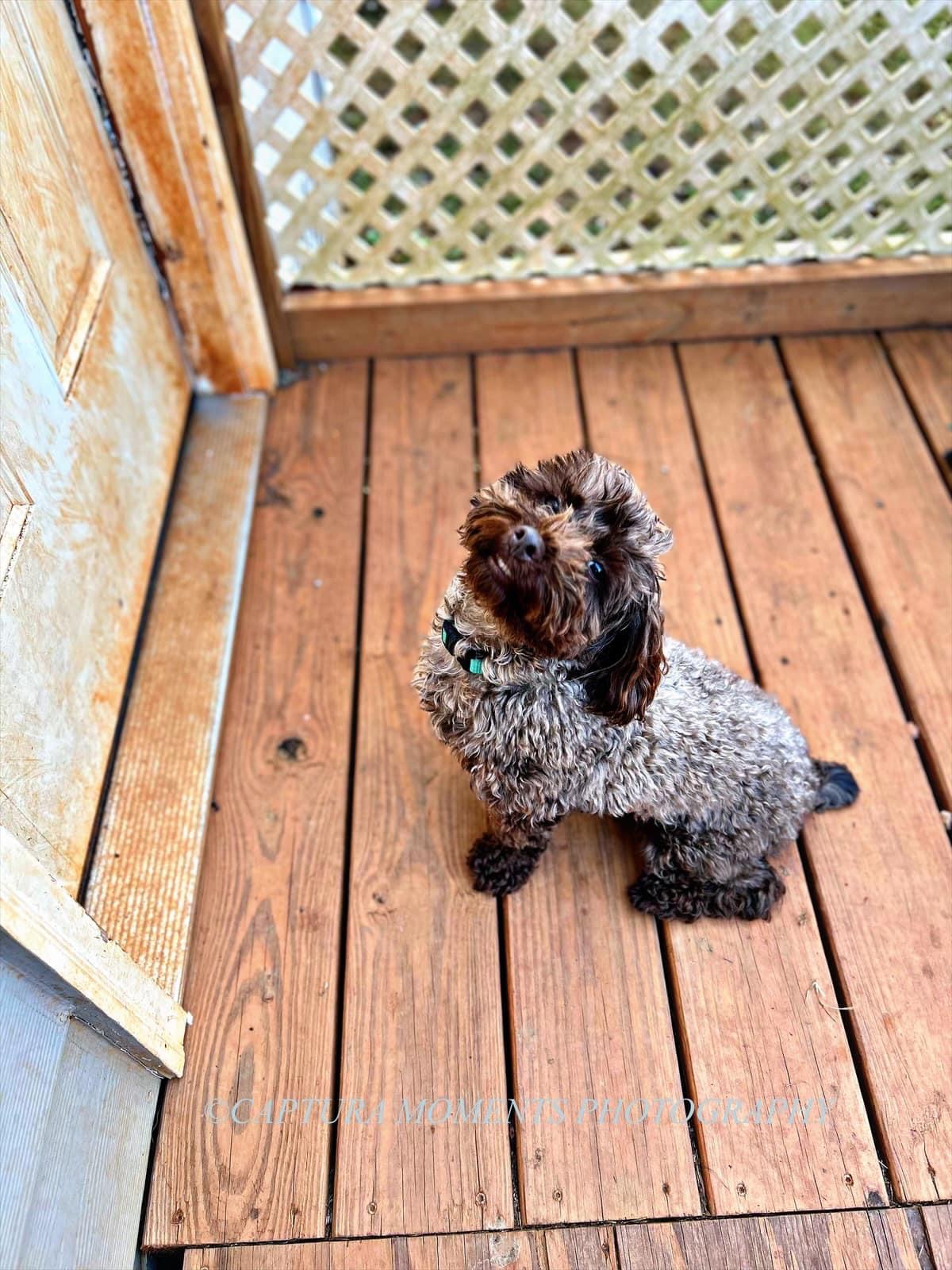 Enlarge Cooper, an adoptable Cockapoo in Woodruff, SC image 5/5