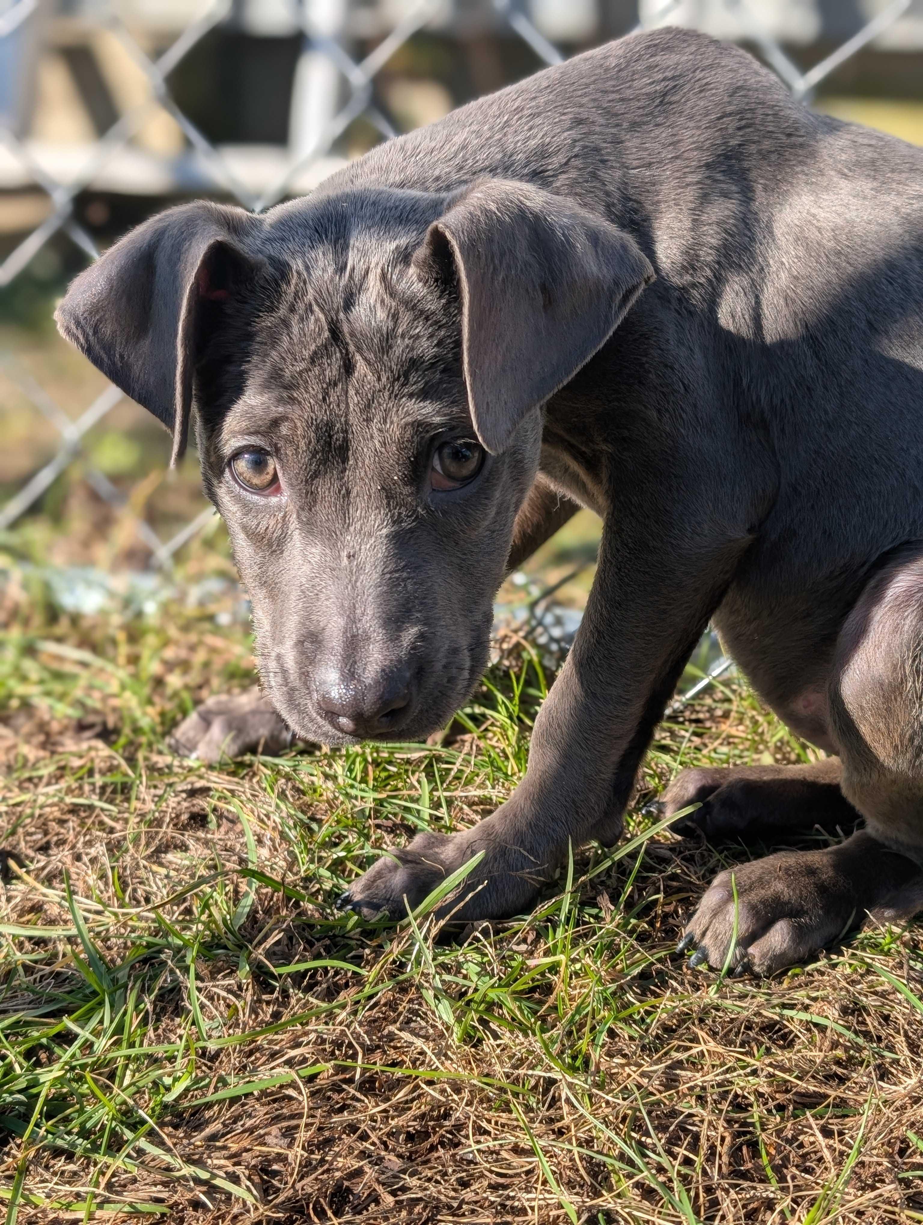 Marci, adopted, Puppy Female Labrador Retriever.