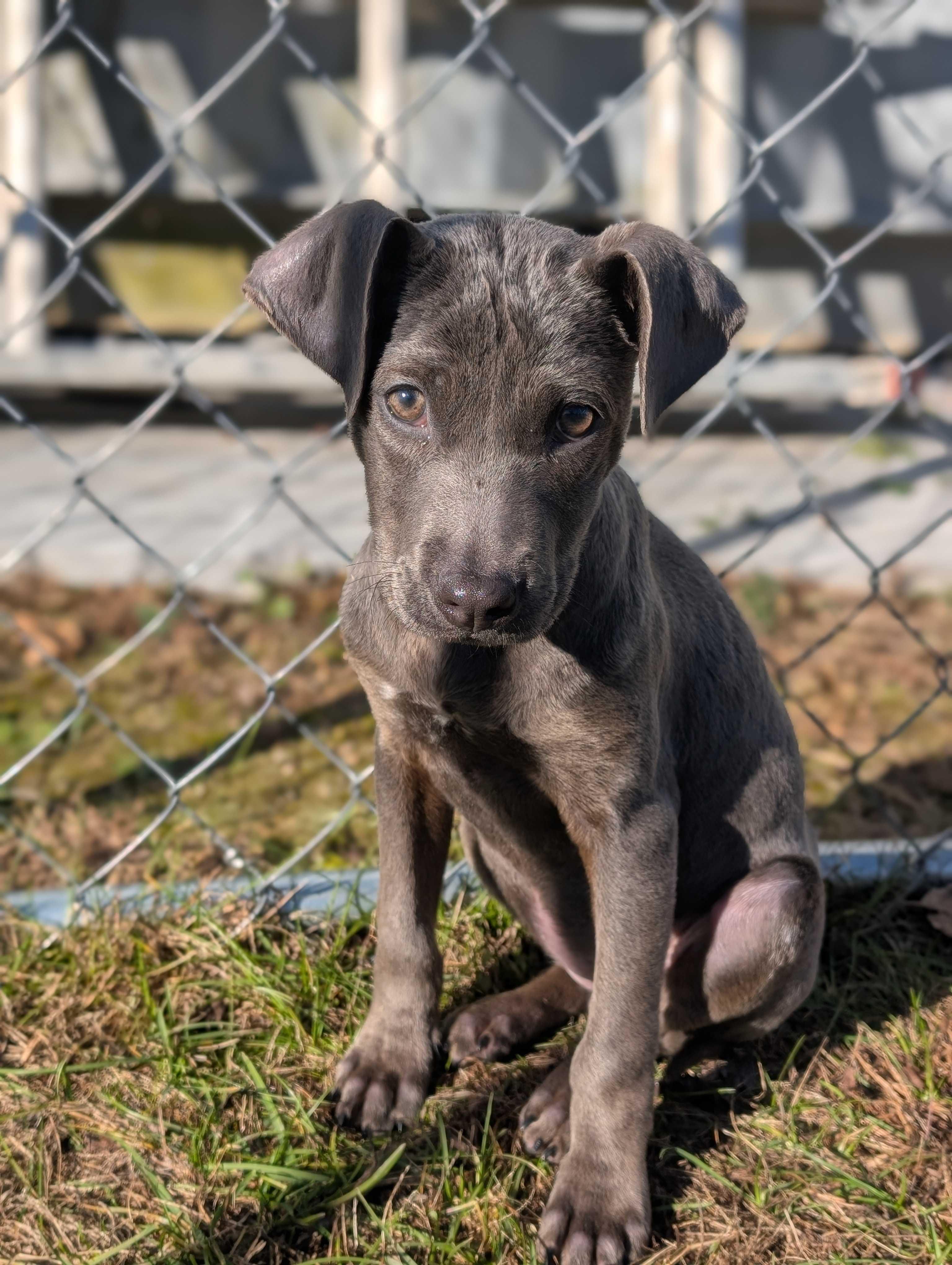 Enlarge Marci, an adopted mixed breed in Lafayette, NJ image 2/2