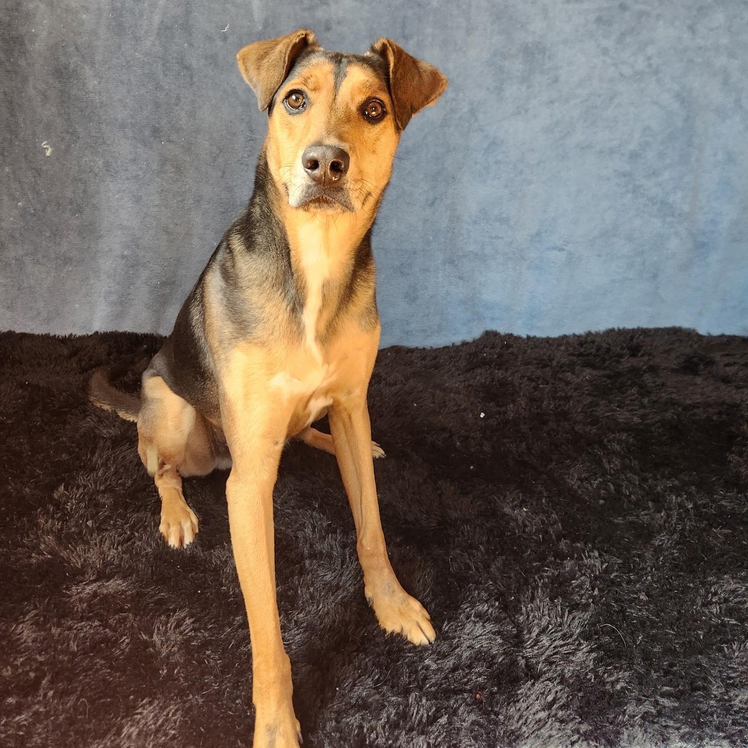 Enlarge Dogfish, a Adoptable mixed breed in Benld, IL image 1/4