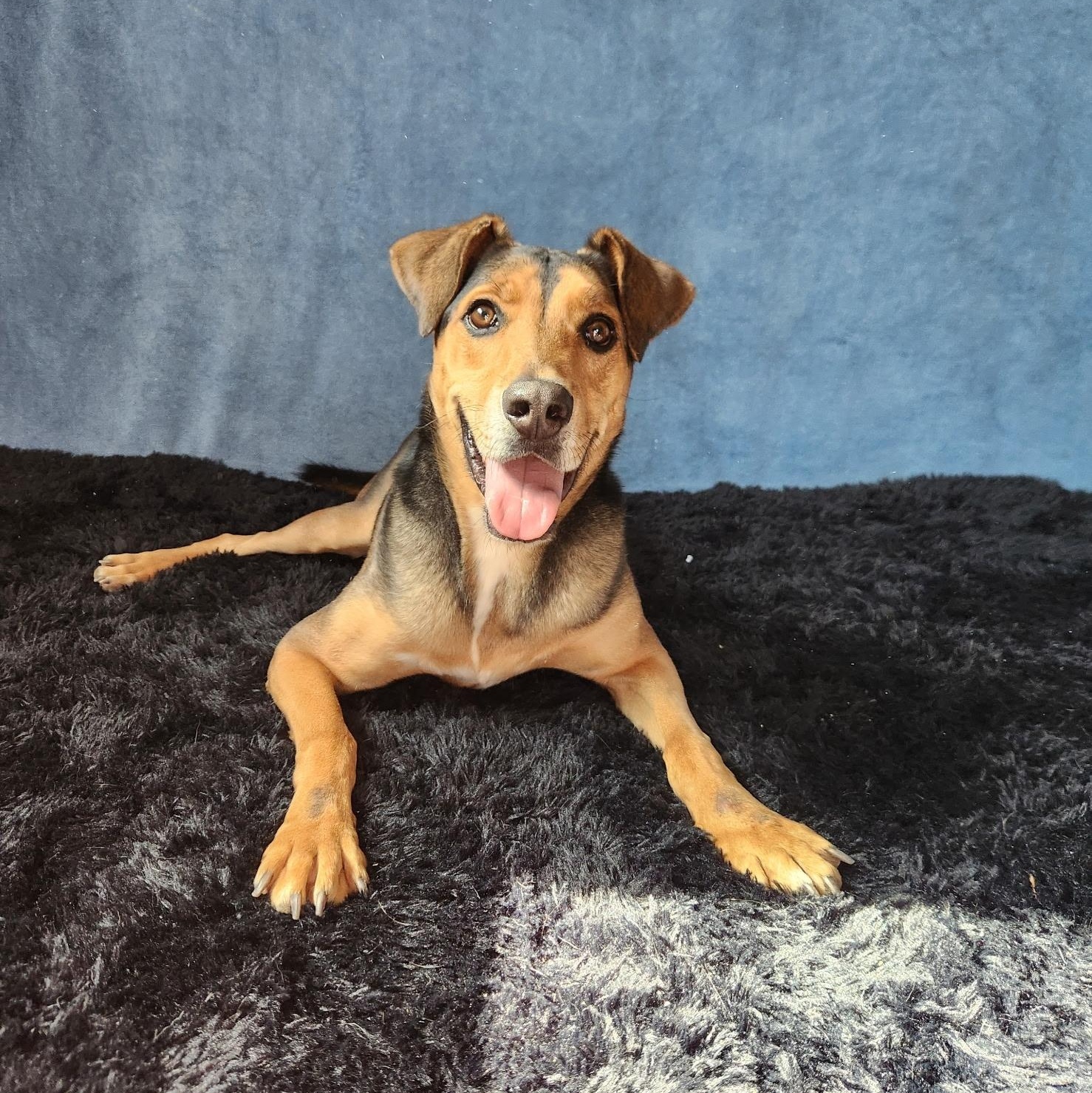 Enlarge Dogfish, a Adoptable mixed breed in Benld, IL image 2/4