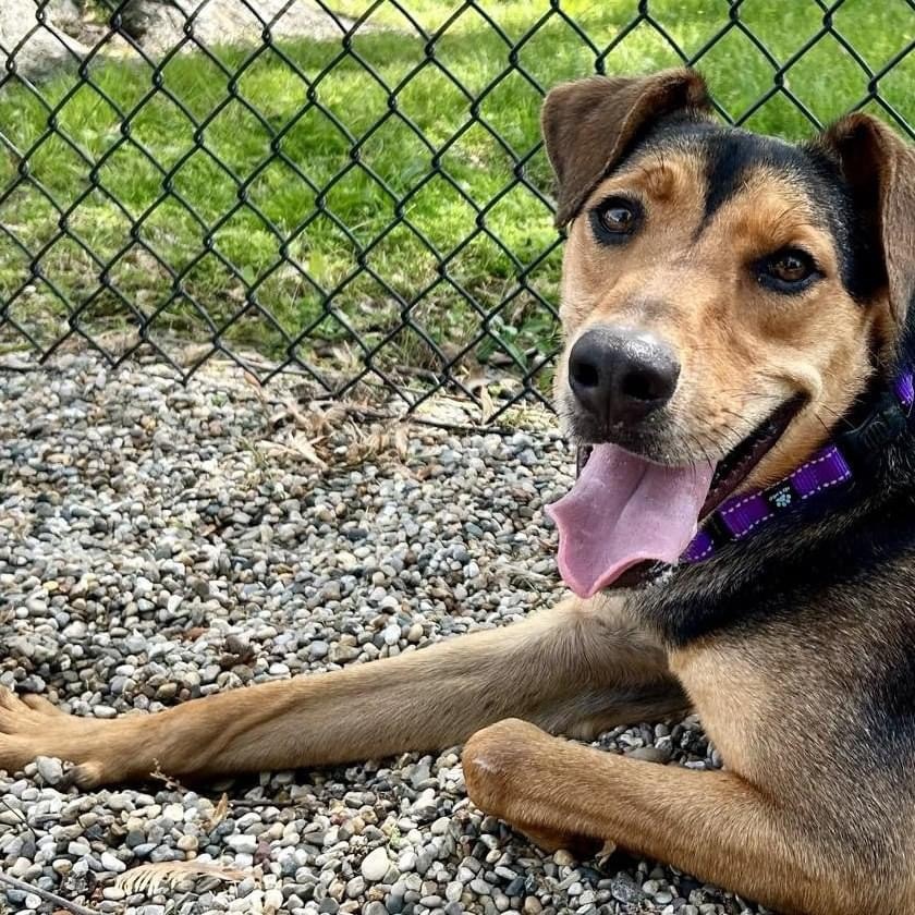 Enlarge Dogfish, a Adoptable mixed breed in Benld, IL image 2/3