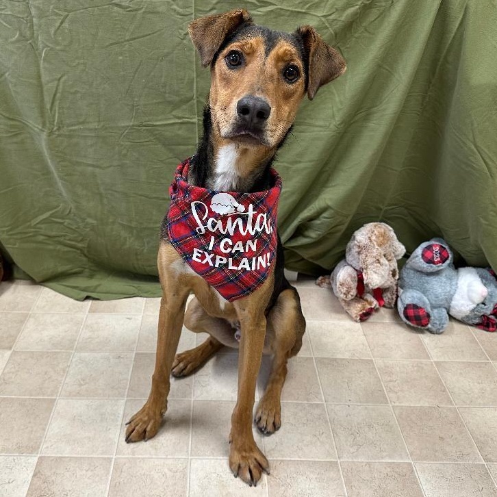 Enlarge Dogfish, a Adoptable mixed breed in Benld, IL image 3/3