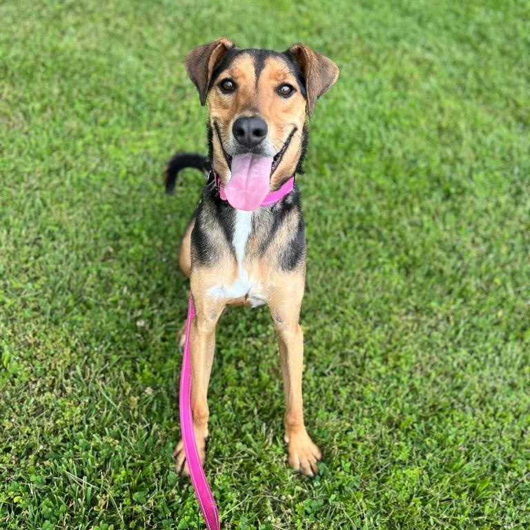 Dogfish, Adoptable, Young Male Coonhound.