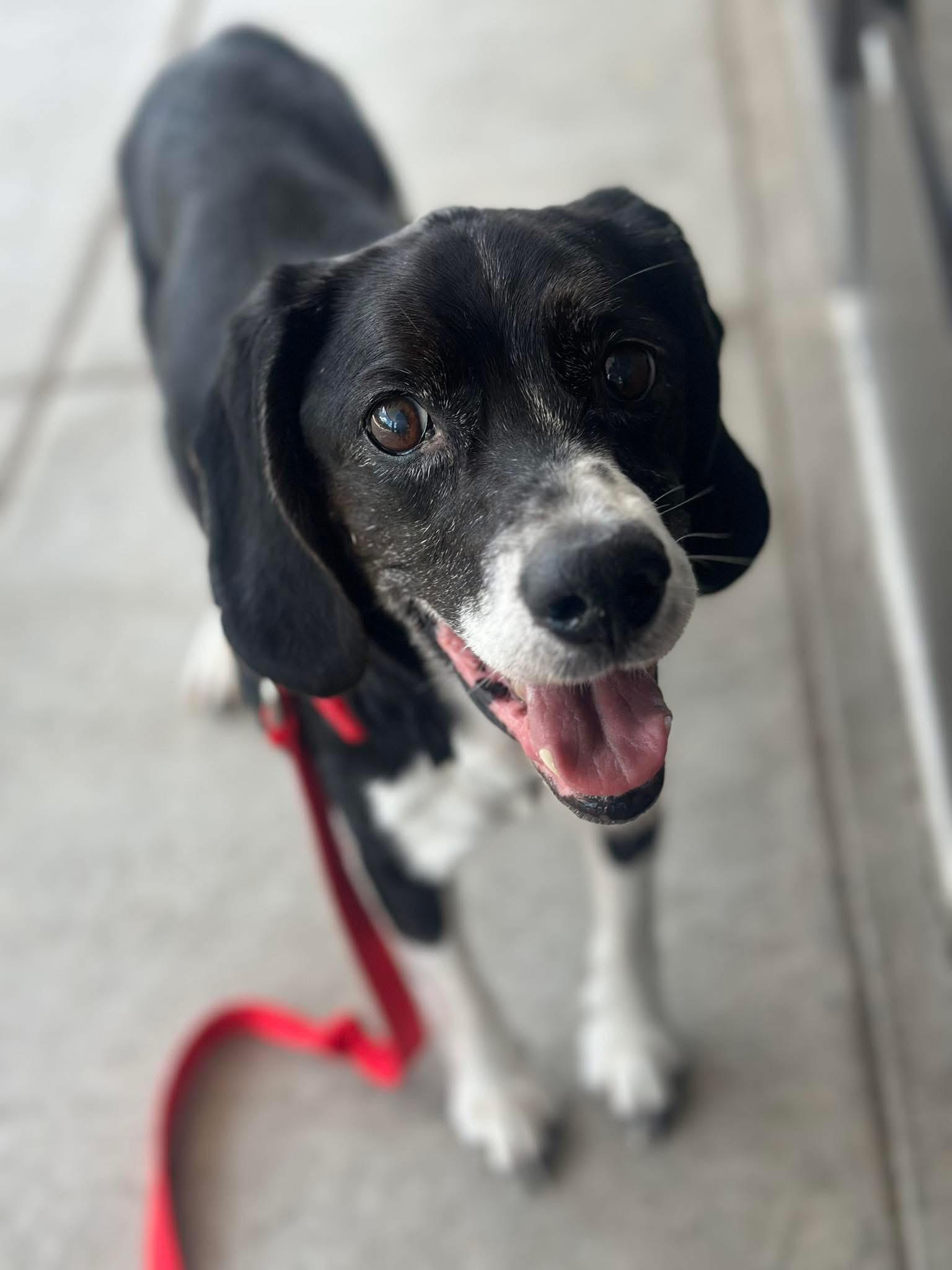 Gunnar (In Foster Home), Senior Male unknown