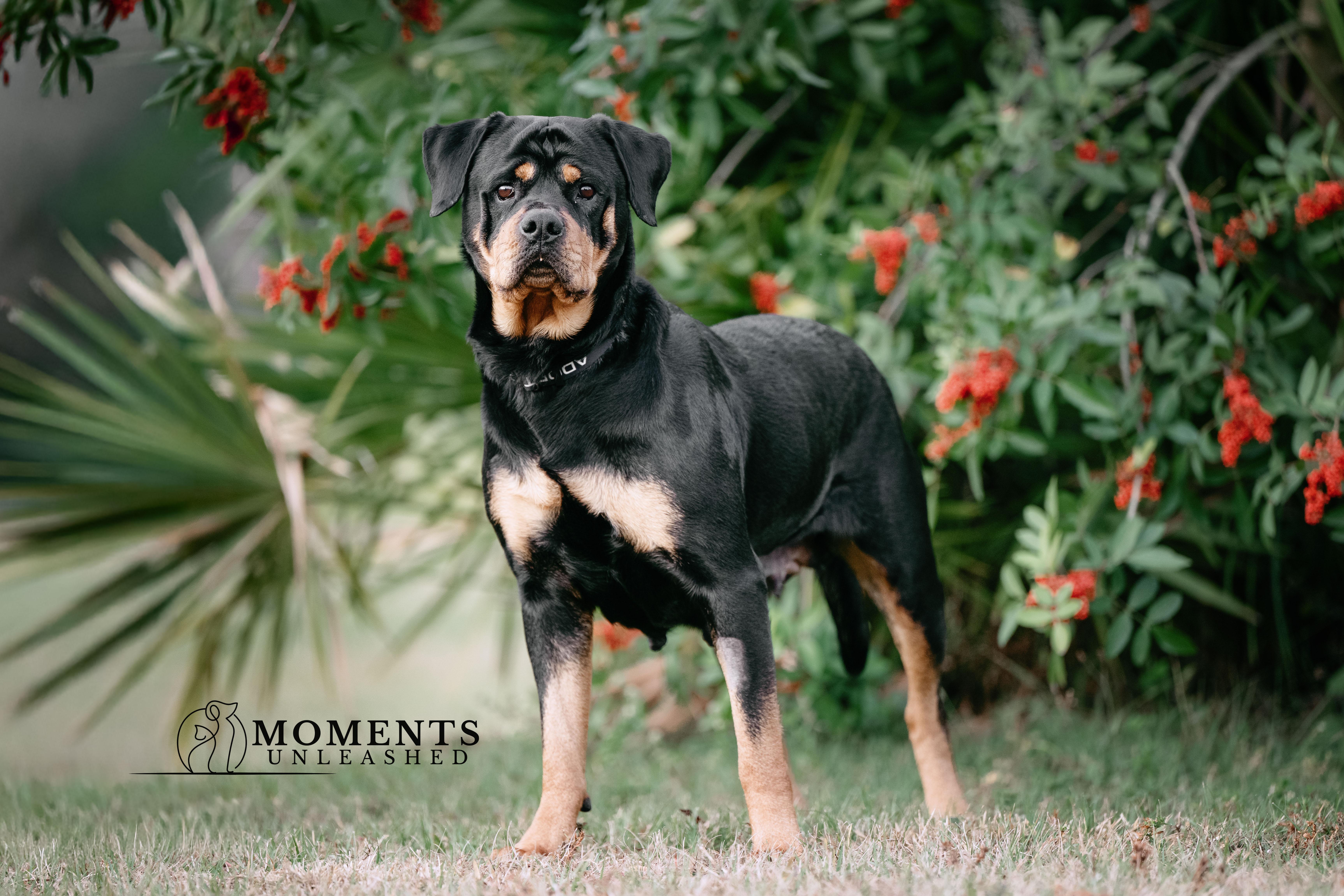 Enlarge Moonbeam, a ADOPTABLE Rottweiler in Myakka City, FL image 3/4
