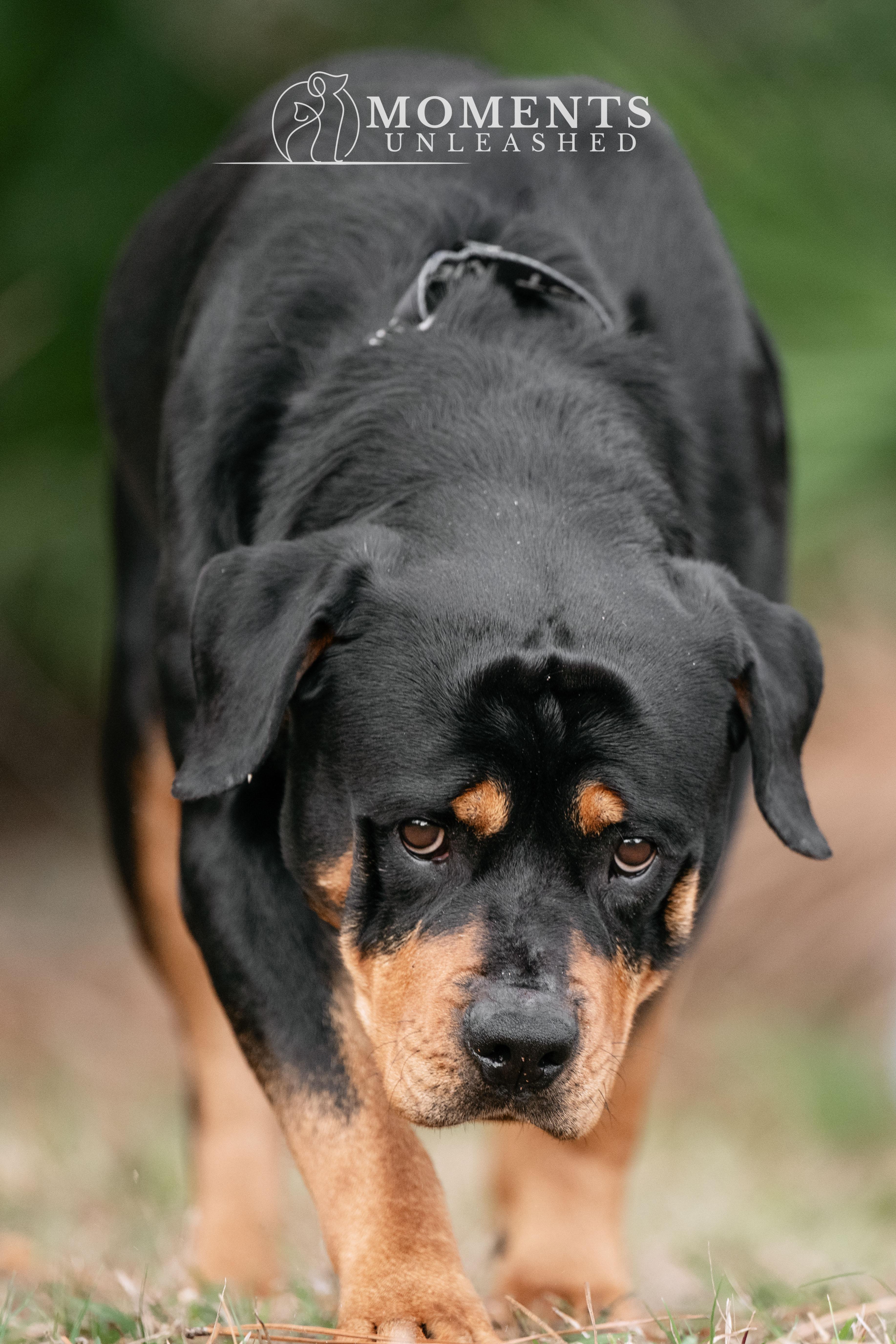 Enlarge Moonbeam, a ADOPTABLE Rottweiler in Myakka City, FL image 2/4