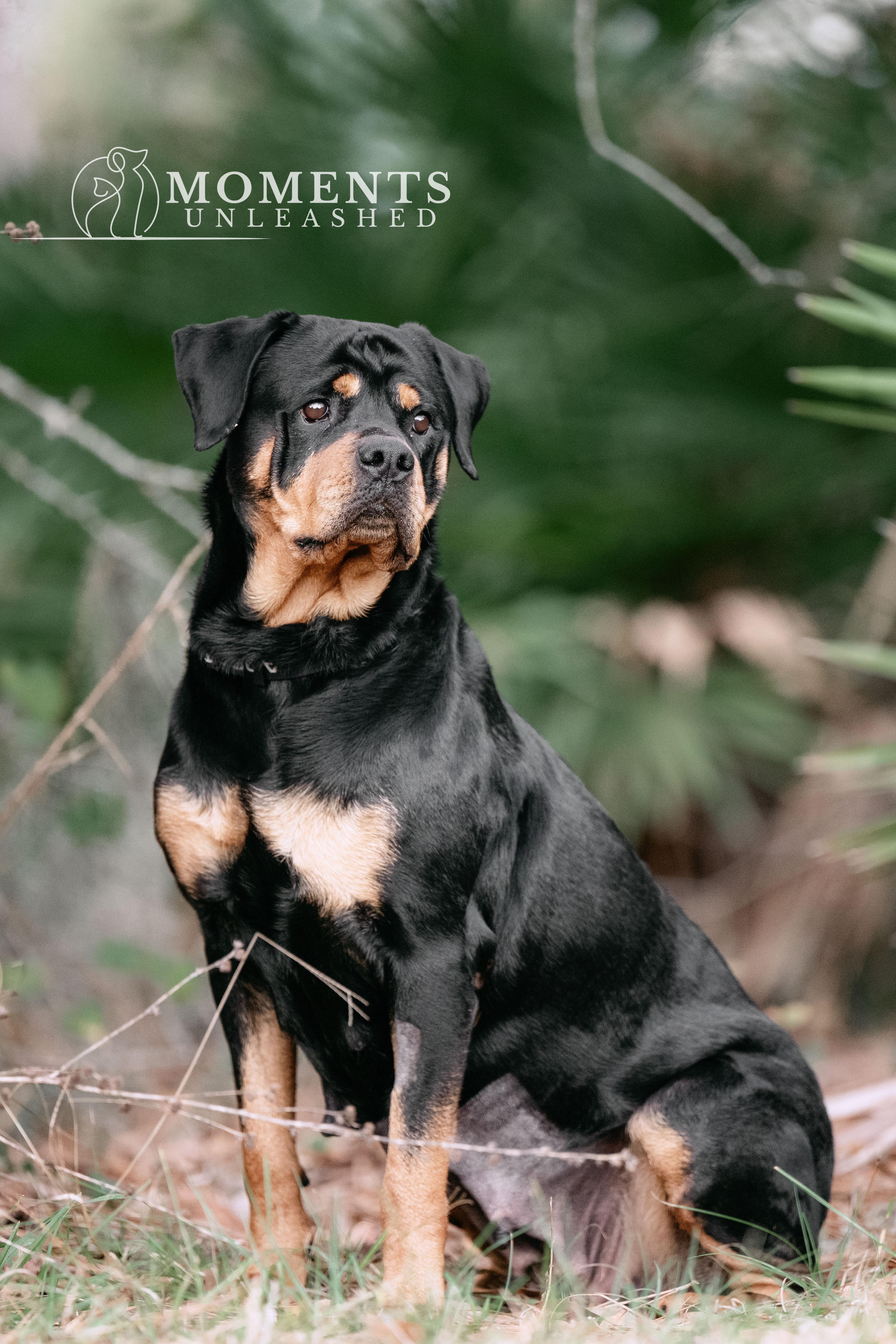 Enlarge Moonbeam, a ADOPTABLE Rottweiler in Myakka City, FL image 4/4