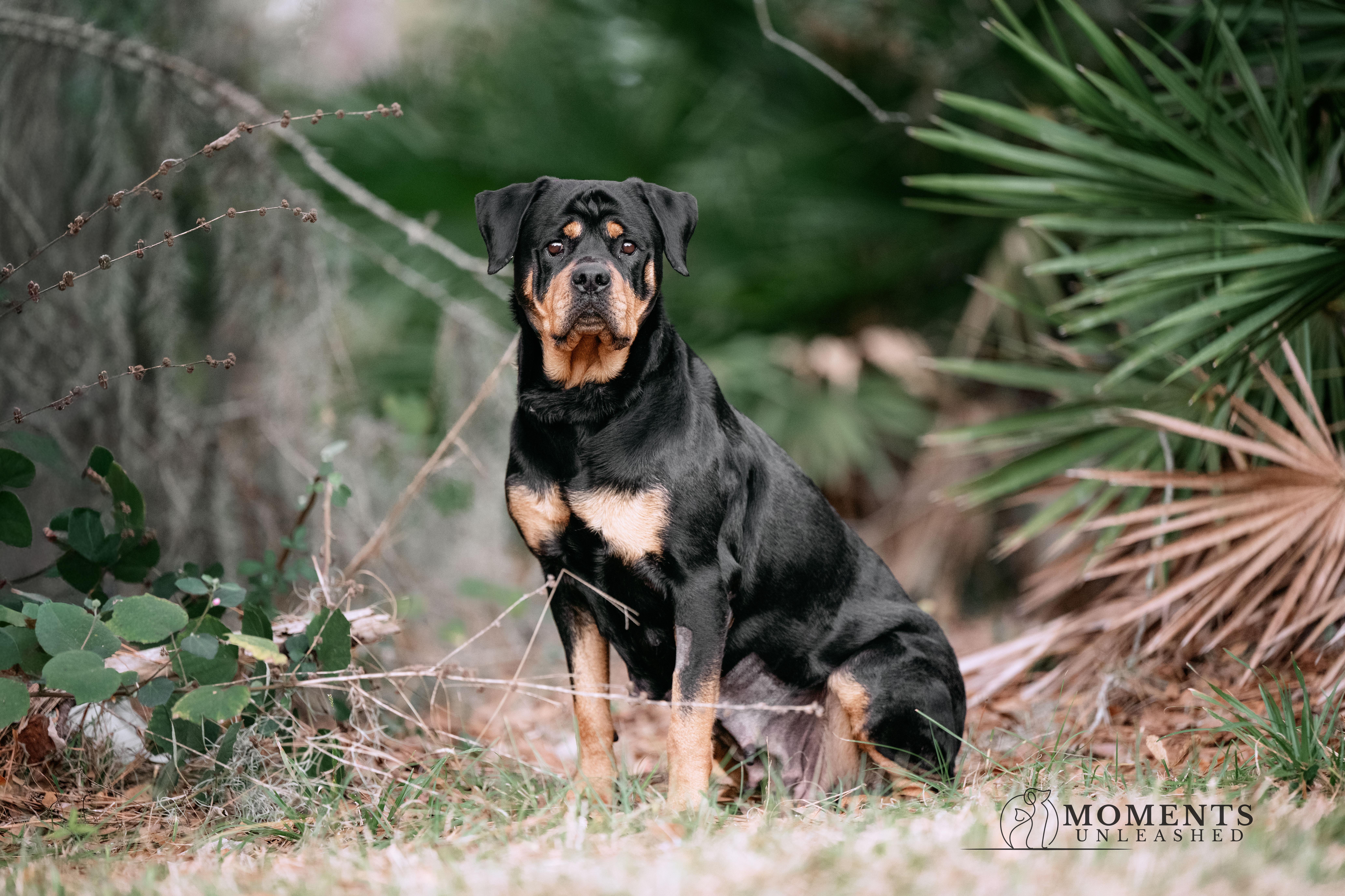 Moonbeam, ADOPTABLE, Adult Female Rottweiler.