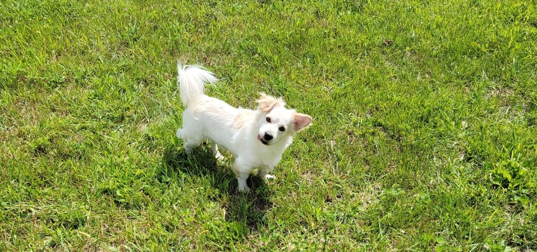 Bowie
