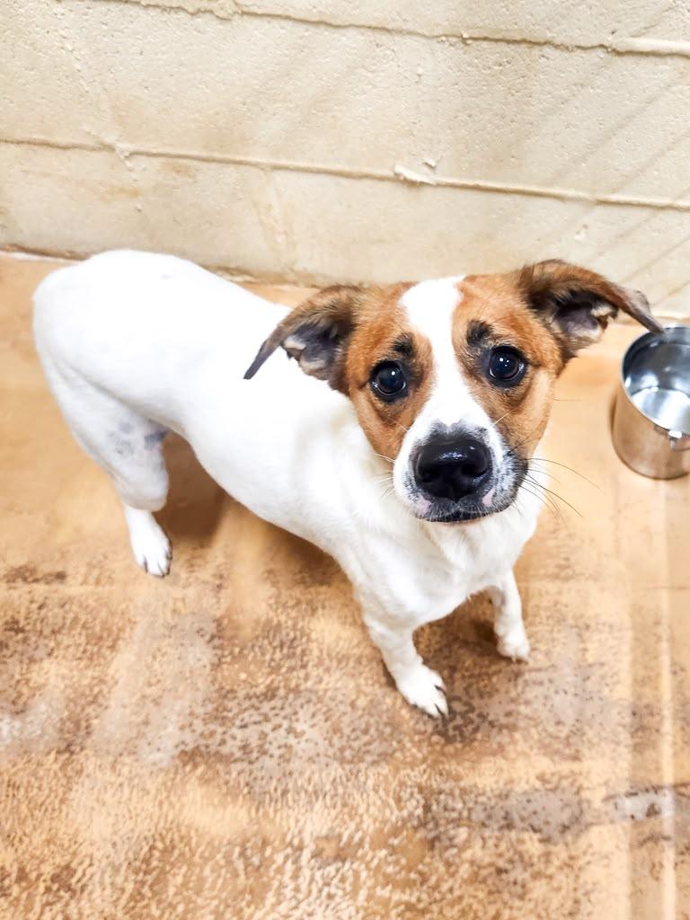 Enlarge Suki, an adopted mixed breed in Marble Falls, TX image 2/2