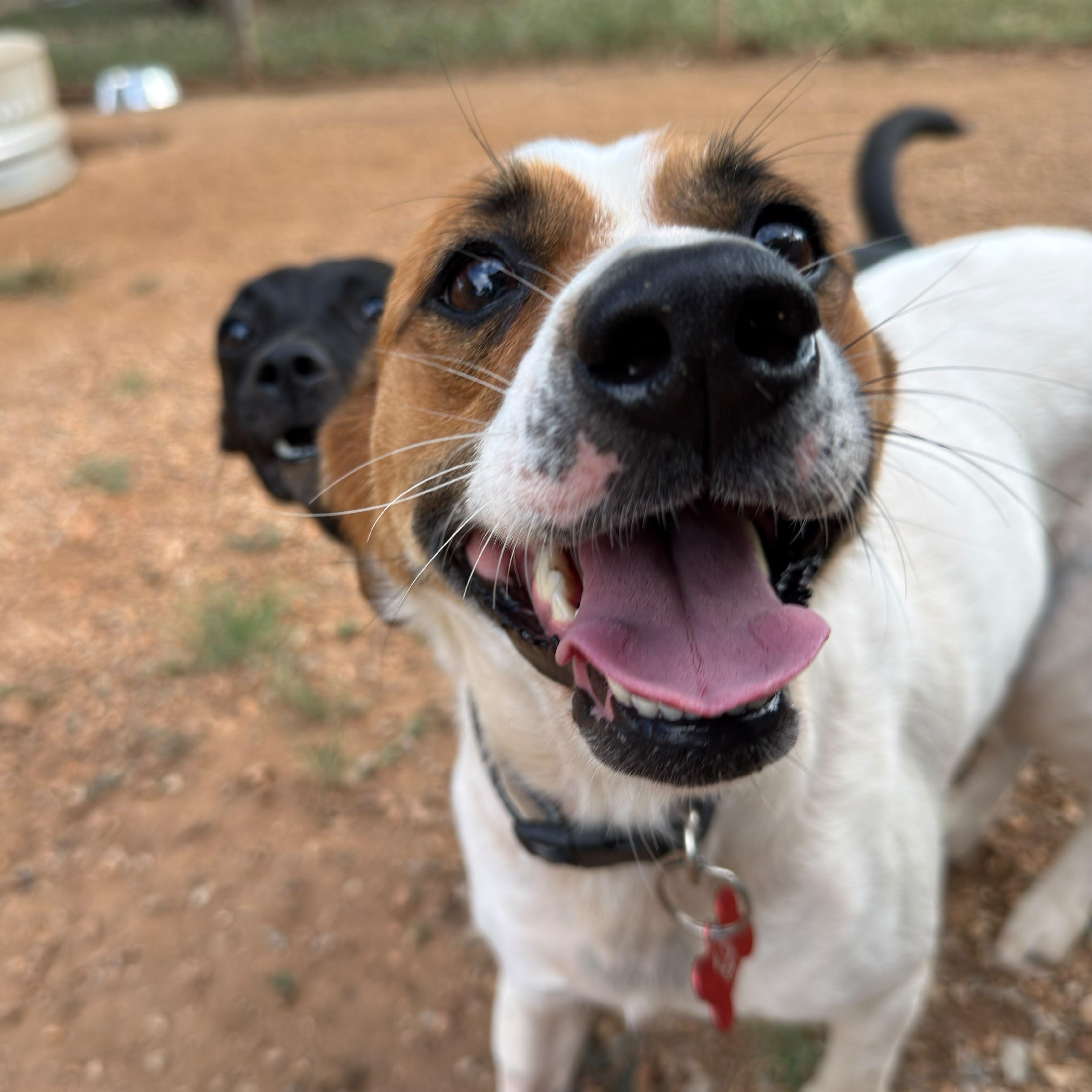 Suki, adopted, Adult Female Jack Russell Terrier.