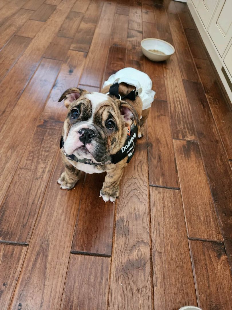 Hannah, Adoptable, Young Female English Bulldog.