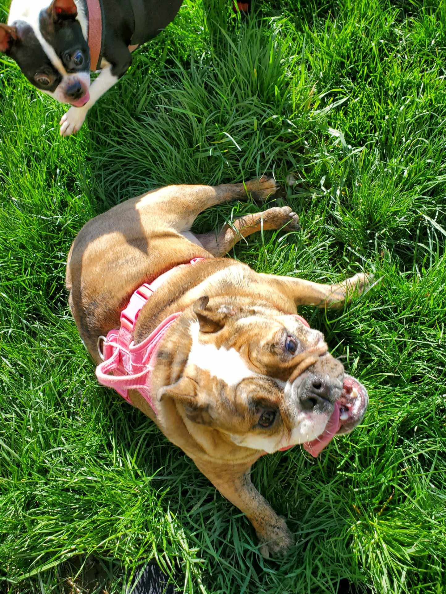 Enlarge Hannah, a Adoptable English Bulldog in Centralia, WA image 3/4