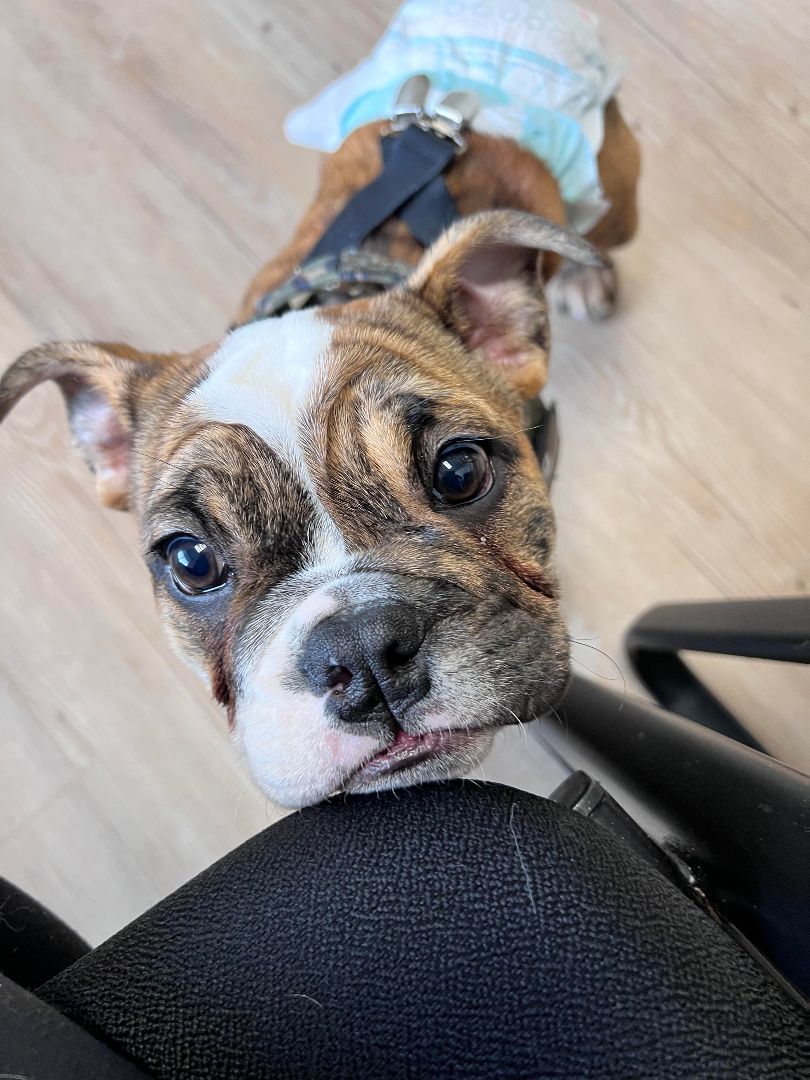 Enlarge Hannah, a Adoptable English Bulldog in Centralia, WA image 4/4