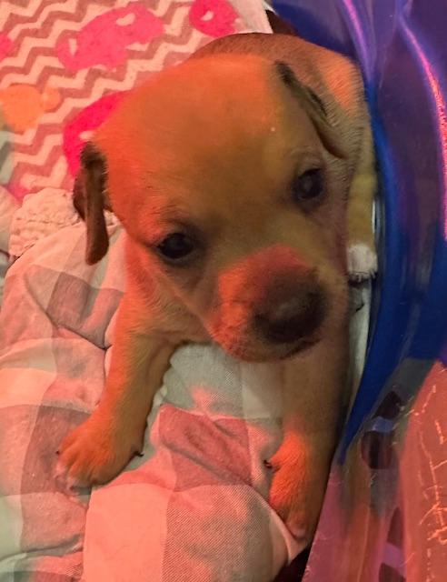 Enlarge Puppy Prancer  -  Las Vegas, a Adoptable mixed breed in Los Angeles, CA image 1/2