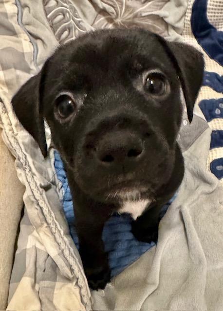 Puppy Prancer  -  Las Vegas, Adoptable, Puppy Male Dachshund & Chihuahua.