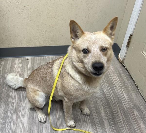 Phoenix, Adoptable, Adult Male Australian Cattle Dog / Blue Heeler.