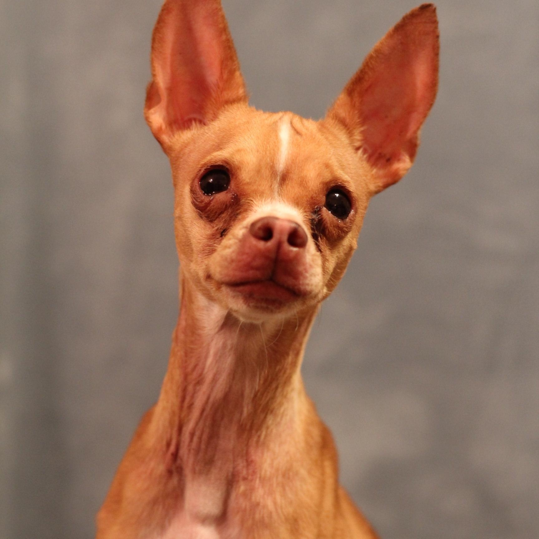 Liberty, a ADOPTABLE Chihuahua in Yukon, OK image 3/3