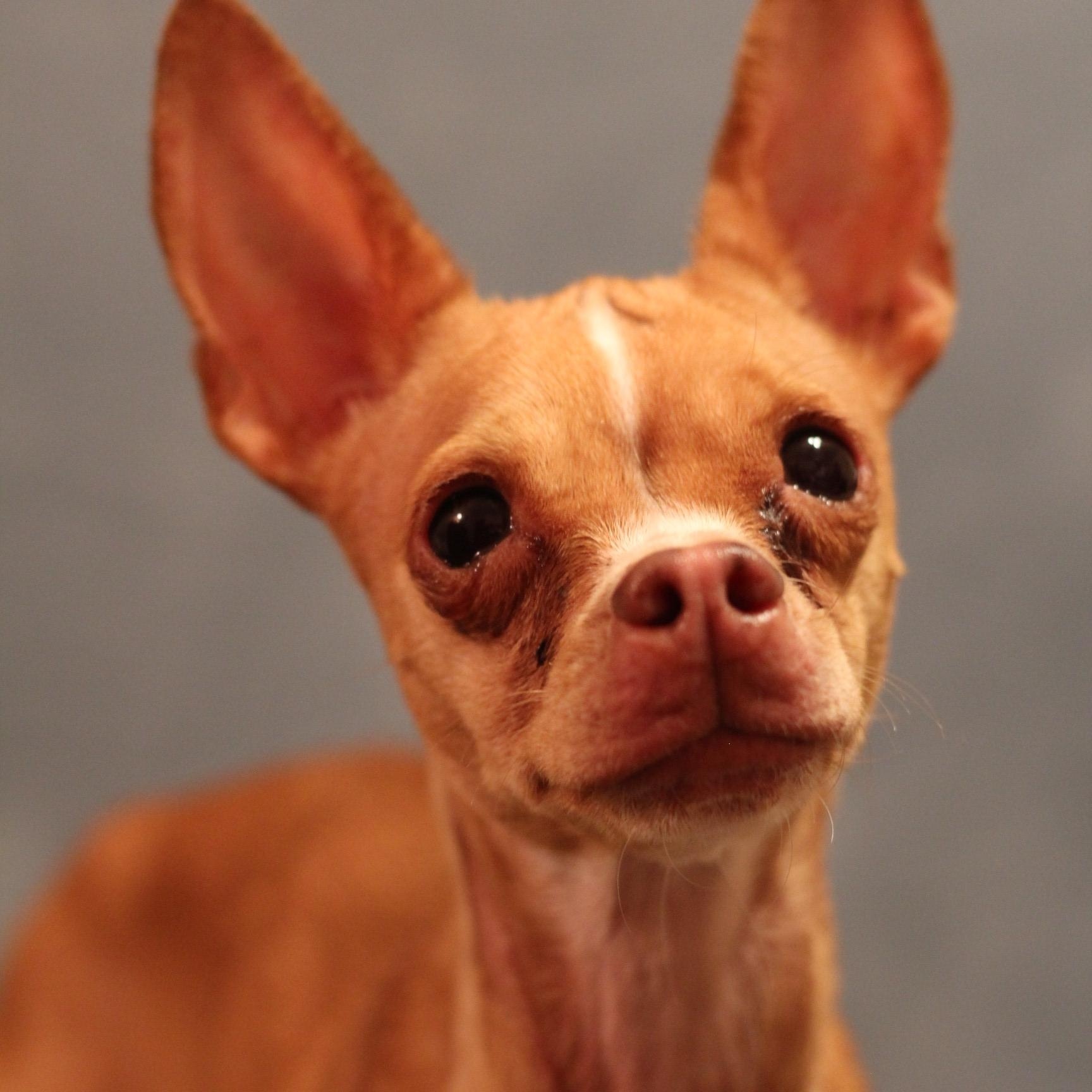 Liberty, ADOPTABLE, Adult Female Chihuahua.