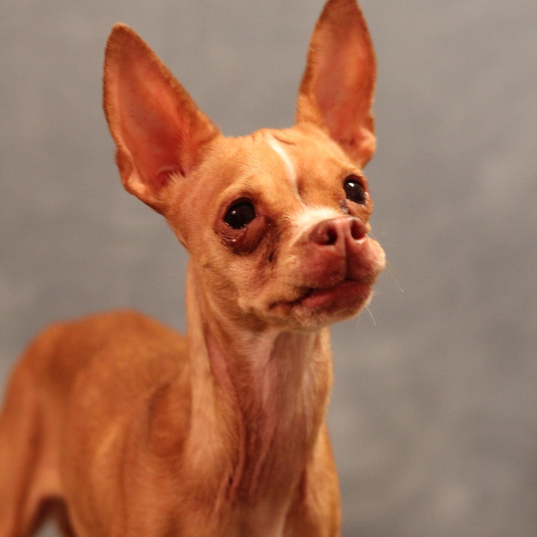 Liberty, a ADOPTABLE Chihuahua in Yukon, OK image 2/3