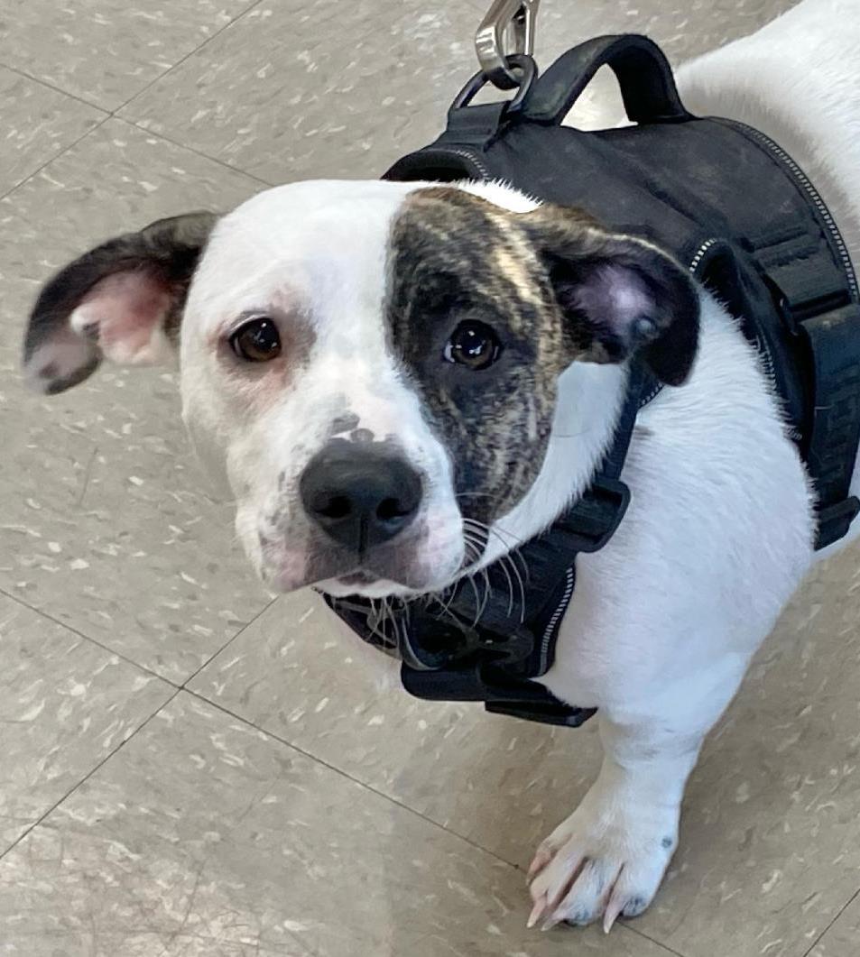 Snoopy-Low Rider, Adoptable, Puppy Female Pekingese & Pit Bull Terrier.
